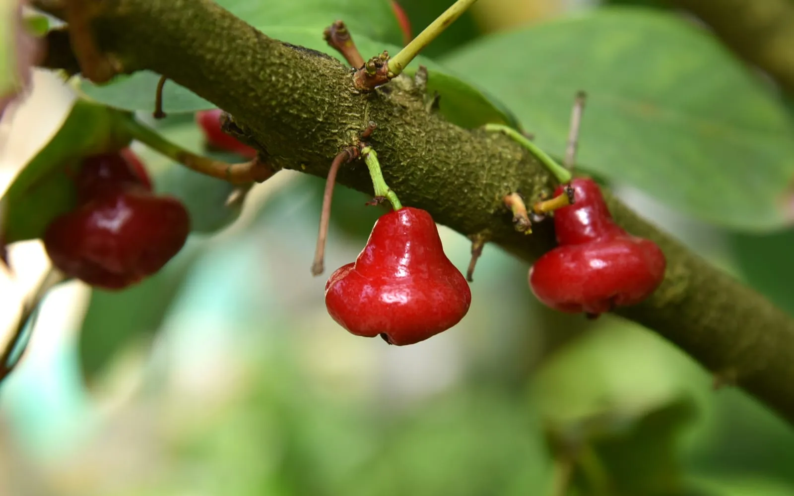 Small red bell-shaped water apples hanging straight off a branch