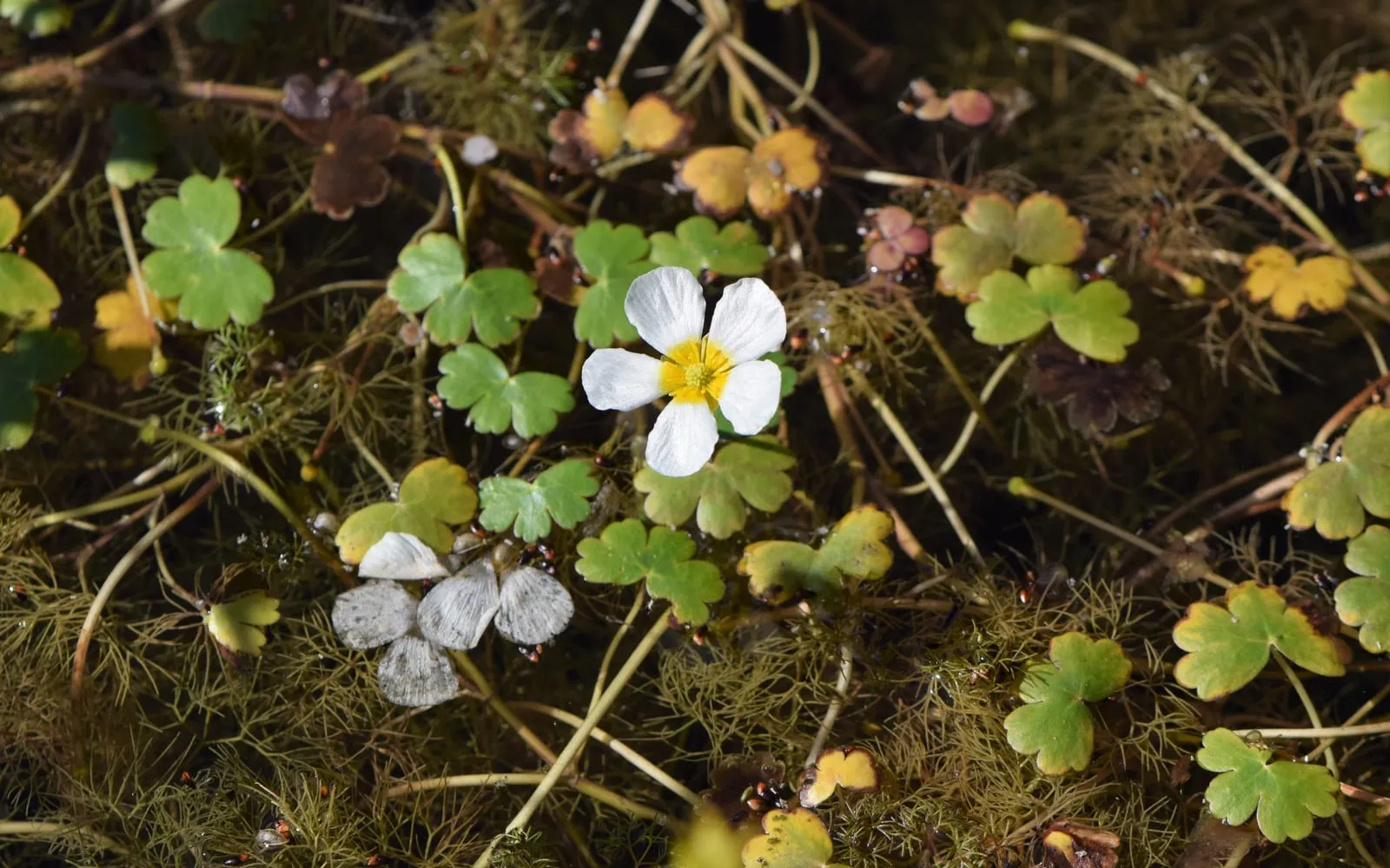 A white water crowfoot flower with a yellow centre floating among both lobed floating leaves and finely divided submerged leaves