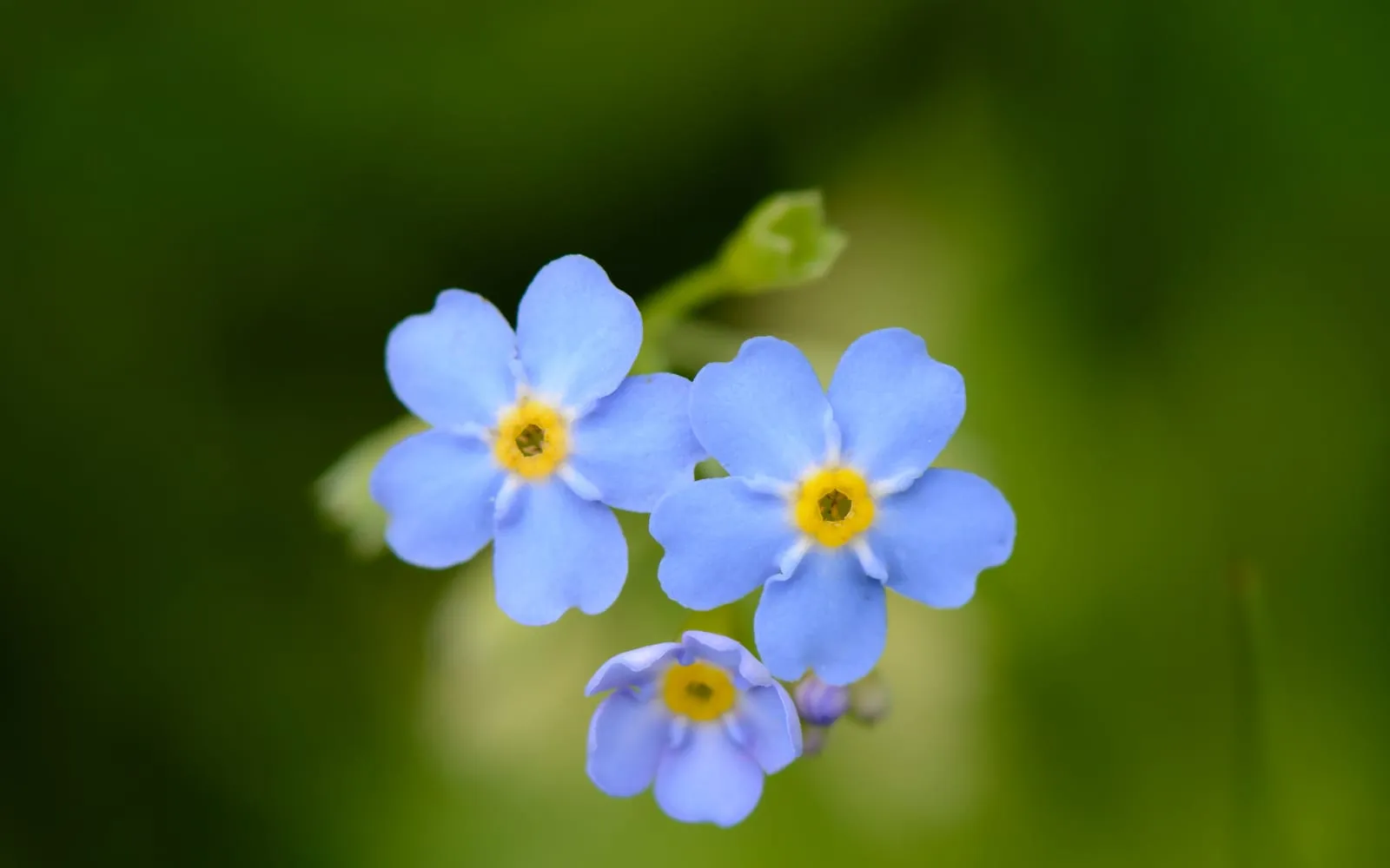 A cluster of sky-blue water forget-me-not flowers with yellow centres against a green background