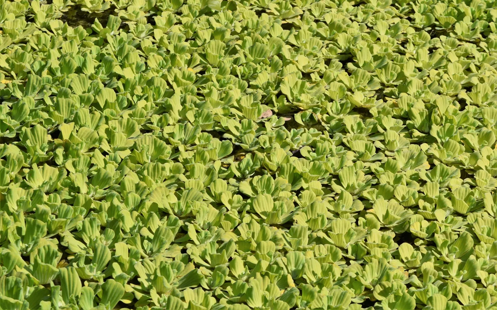 A dense carpet of pale green water lettuce rosettes floating on the surface of a pond