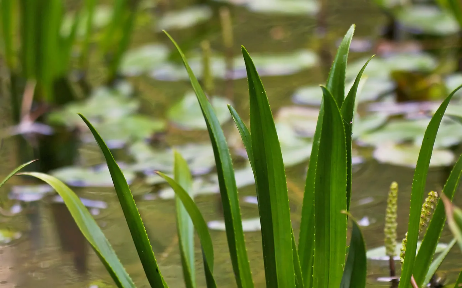 Spiky water soldier rosettes with serrated leaves and white three-petalled flowers held just above the water
