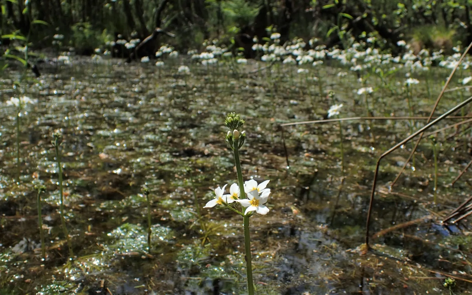 Water violet flower spikes rising above a submerged colony spread across a pond, with pale whorled blooms