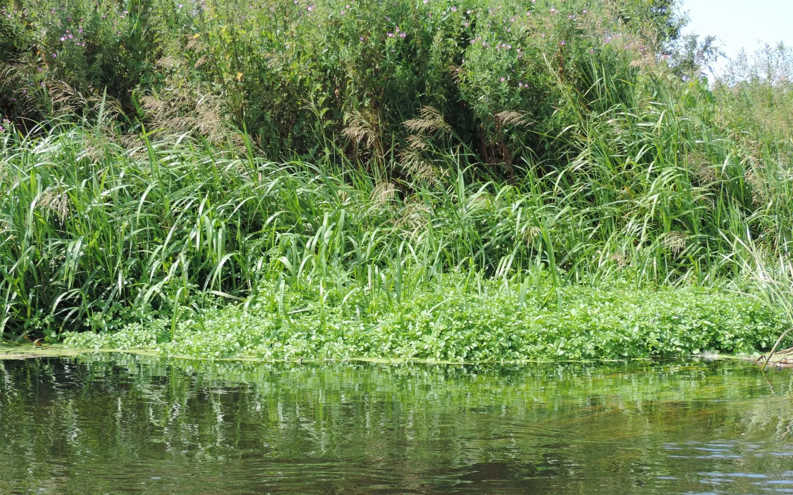 A dense mat of watercress with rounded green leaflets growing in shallow water at a river margin
