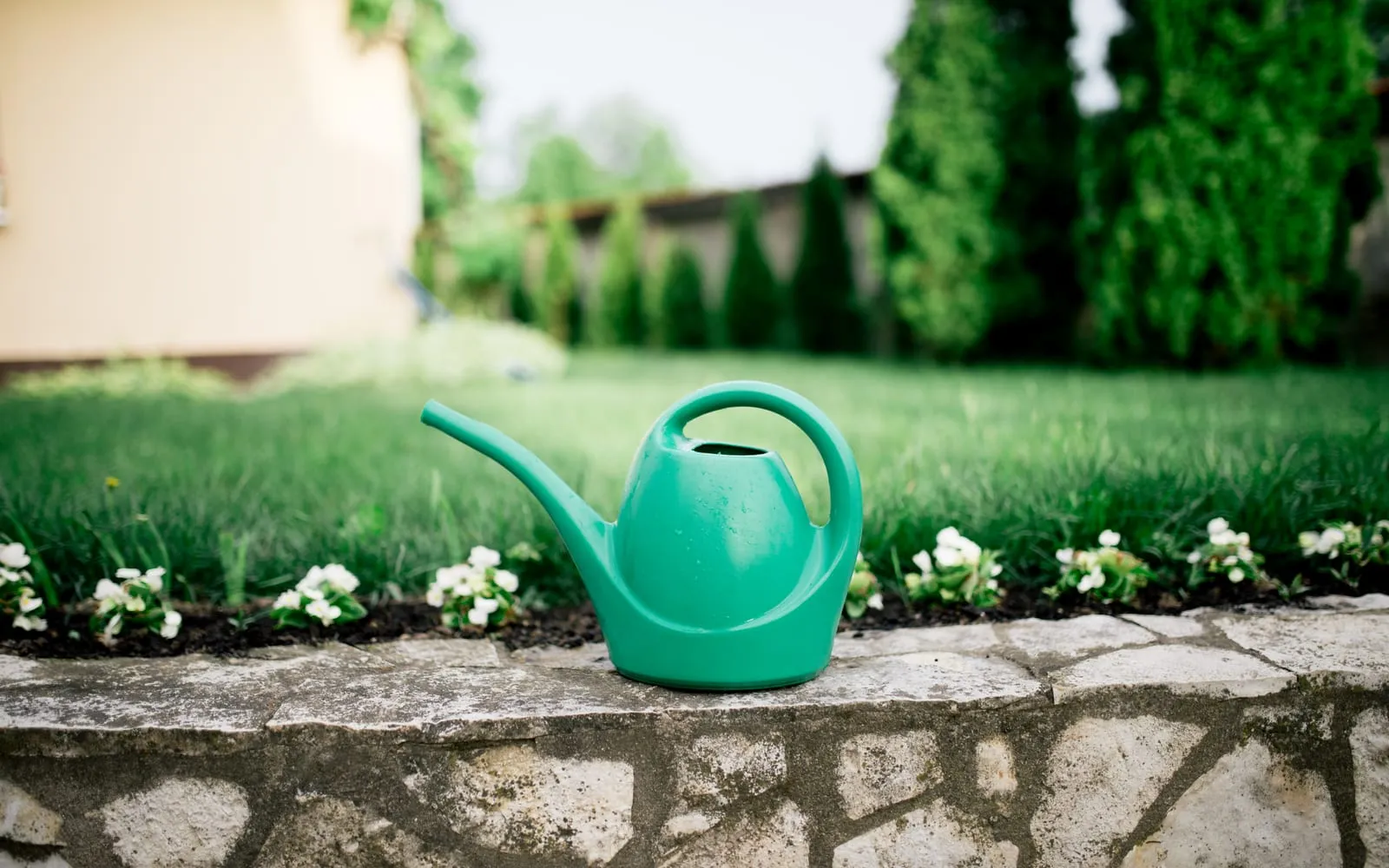 A green plastic watering can standing on a stone garden wall, with a border of small white flowers and a mown lawn behind it in bright sunshine