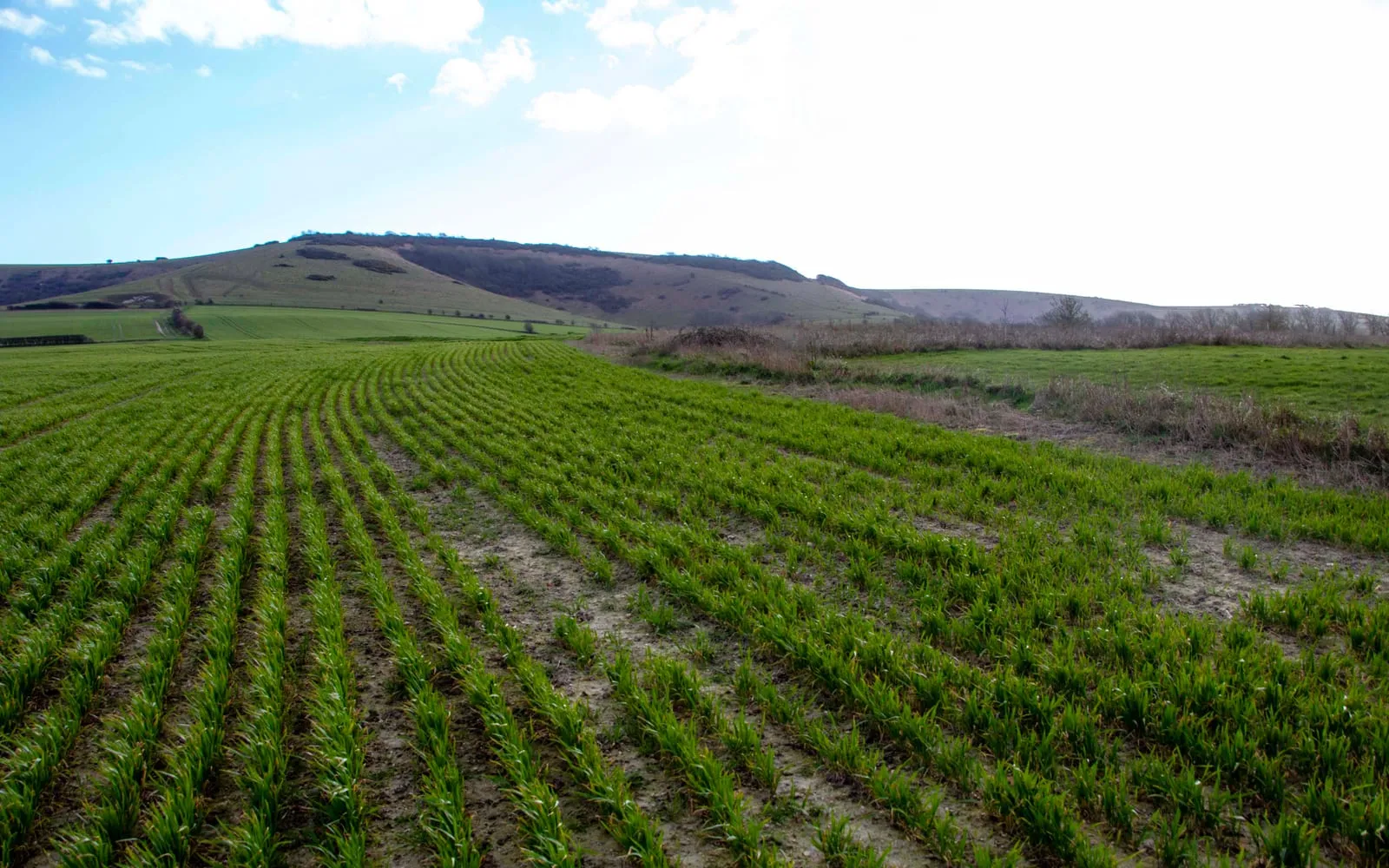 A field of young cereal in drilled rows with wide bare and thinned patches where the crop has failed to establish