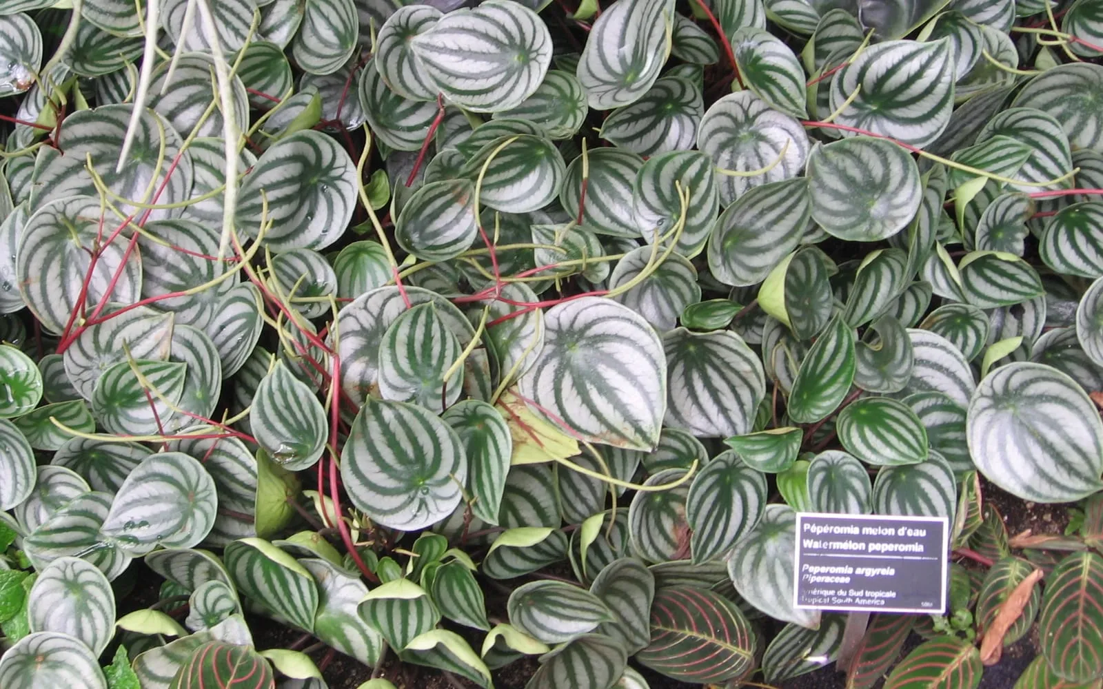 Round watermelon peperomia leaves banded in silver radiating from the stalk attachment