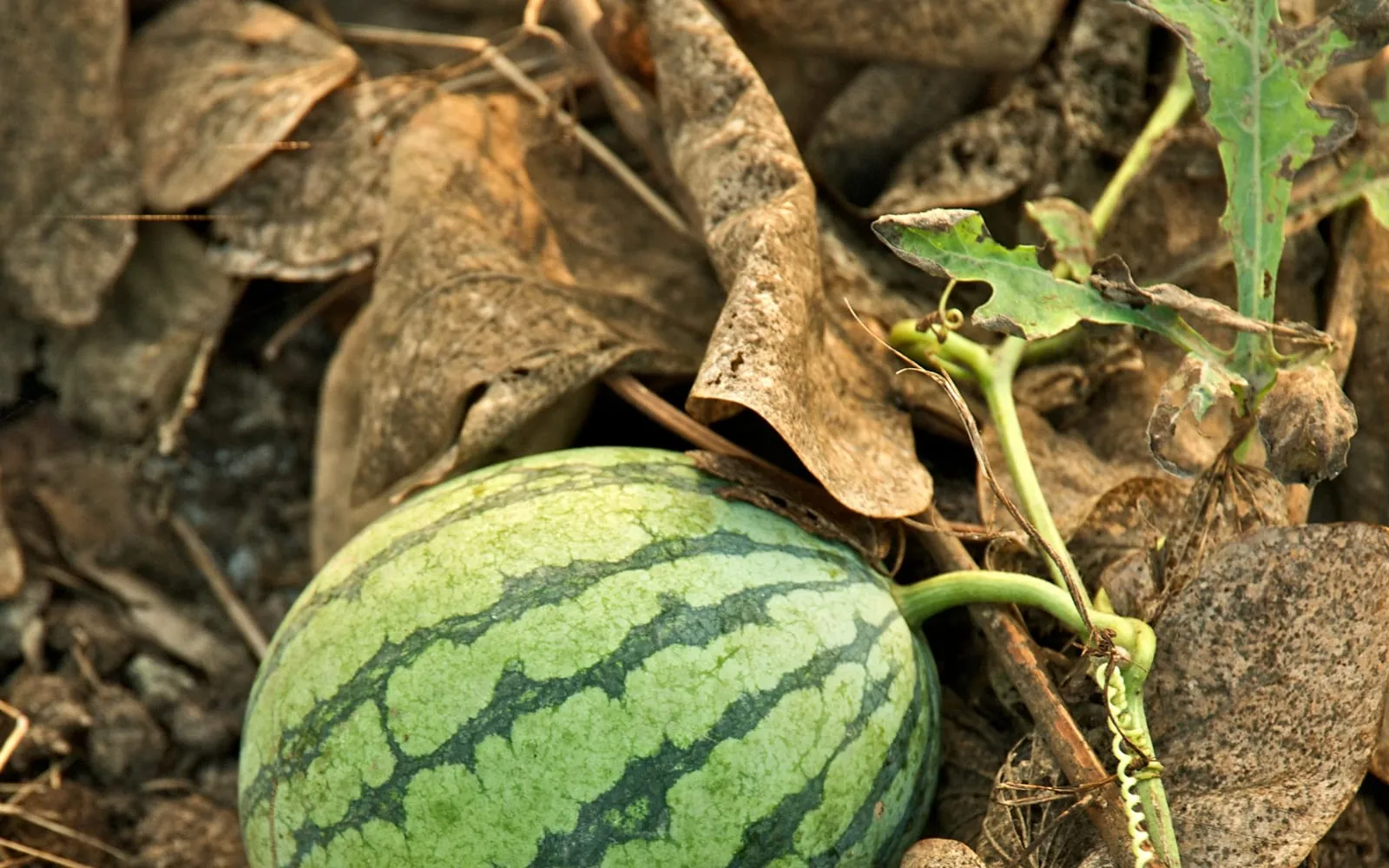 A young watermelon lying on dry mulch, the rind pale green with dark jagged stripes