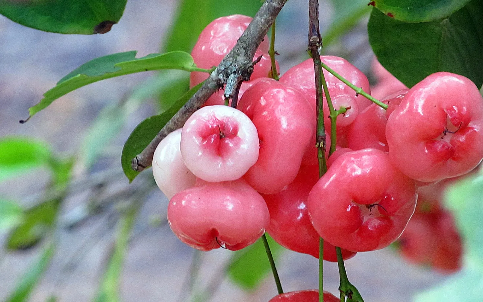 Bell-shaped pink Java apples hanging in a cluster, the flared calyx end open