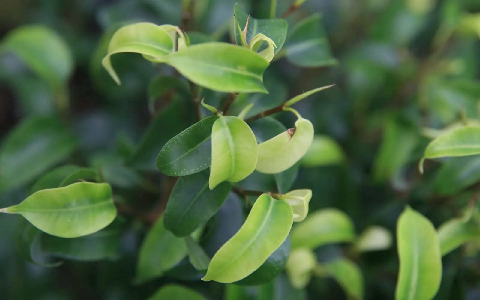 Glossy weeping fig foliage with pale green new leaves curling at the shoot tips among darker mature leaves