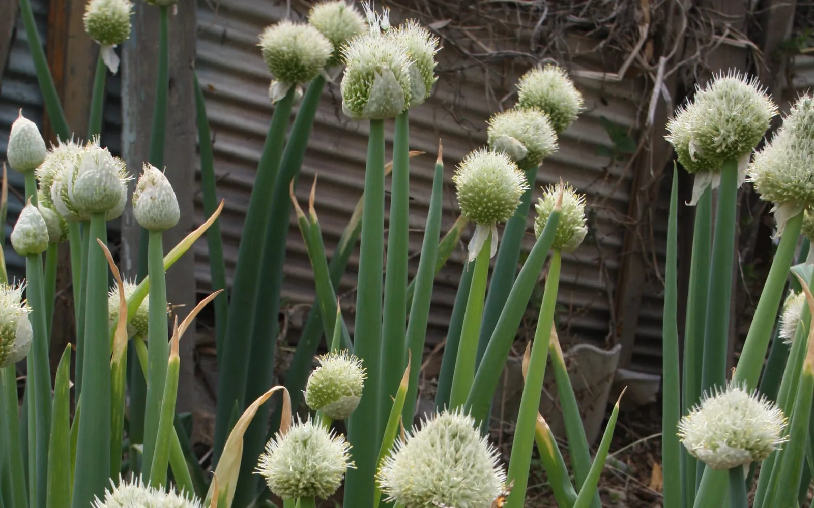 Welsh onion in flower, hollow blue-green leaves below globe-shaped heads of small white flowers