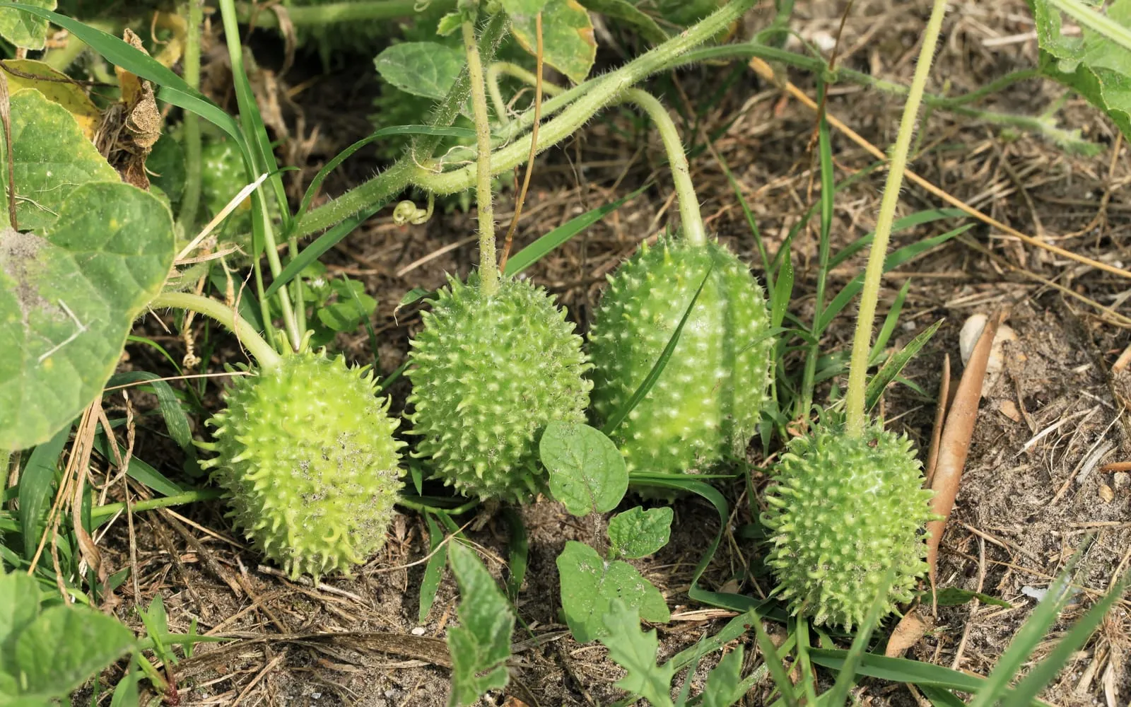 Four spiny oval West Indian gherkins lying among the trailing stems