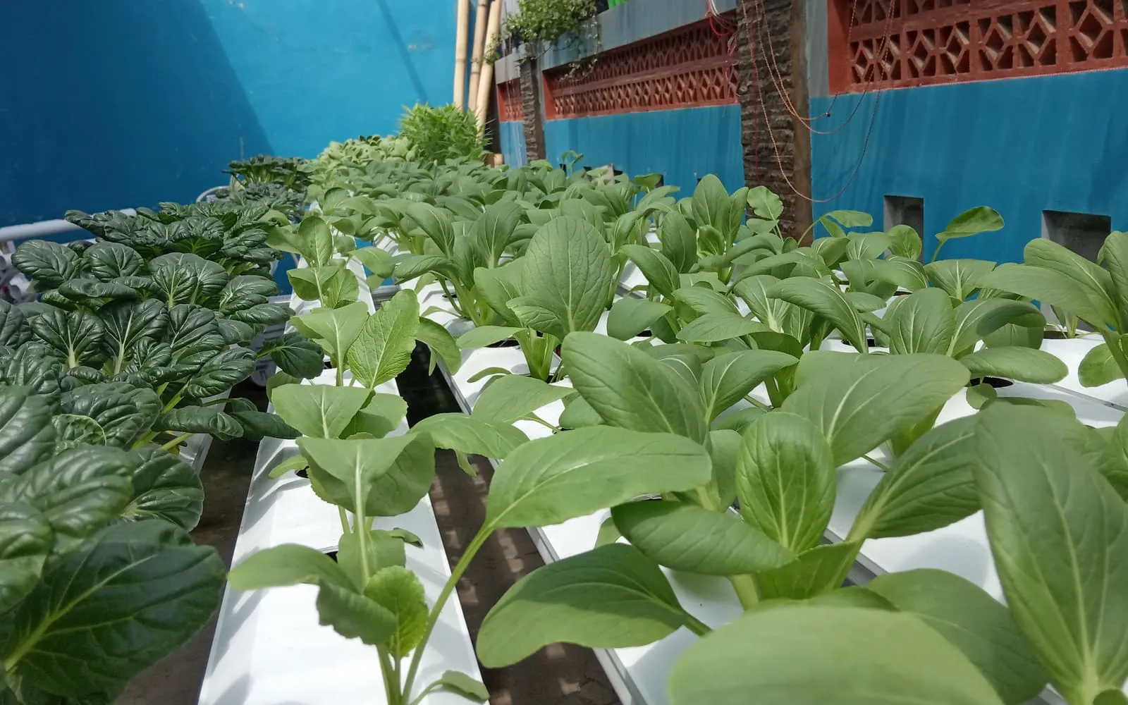 Rows of leafy green vegetables growing in white hydroponic channels, their roots in nutrient solution instead of soil, against a blue wall
