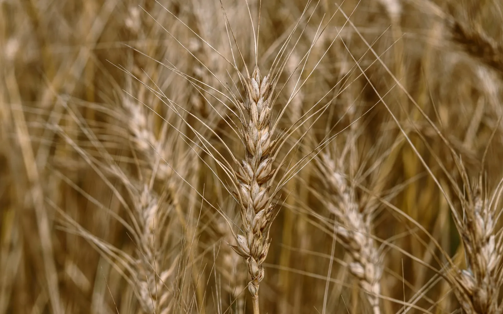 Awned wheat ears standing close together in a ripening field