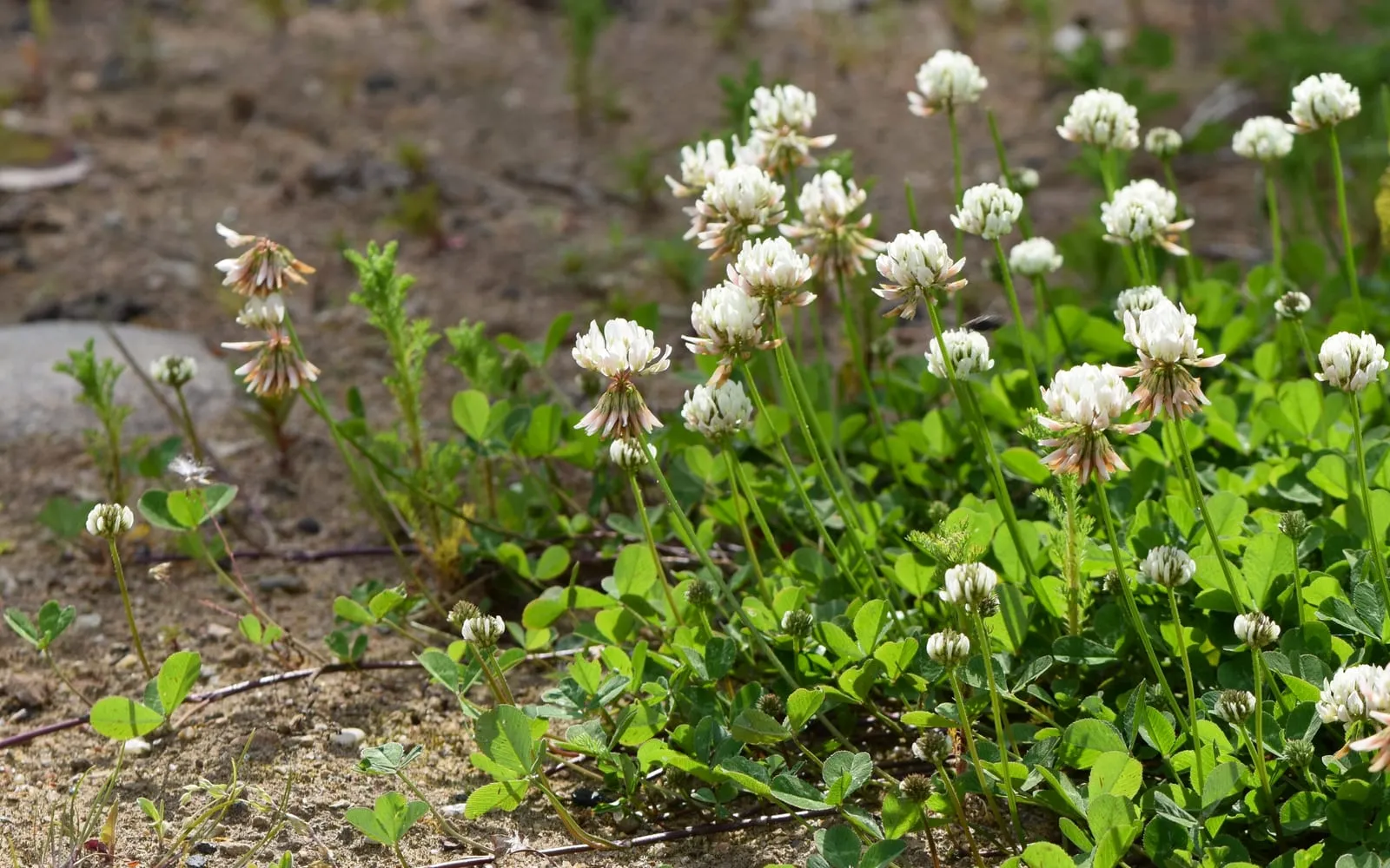 White clover growing low with trifoliate leaves and rounded white flowerheads on upright stalks.