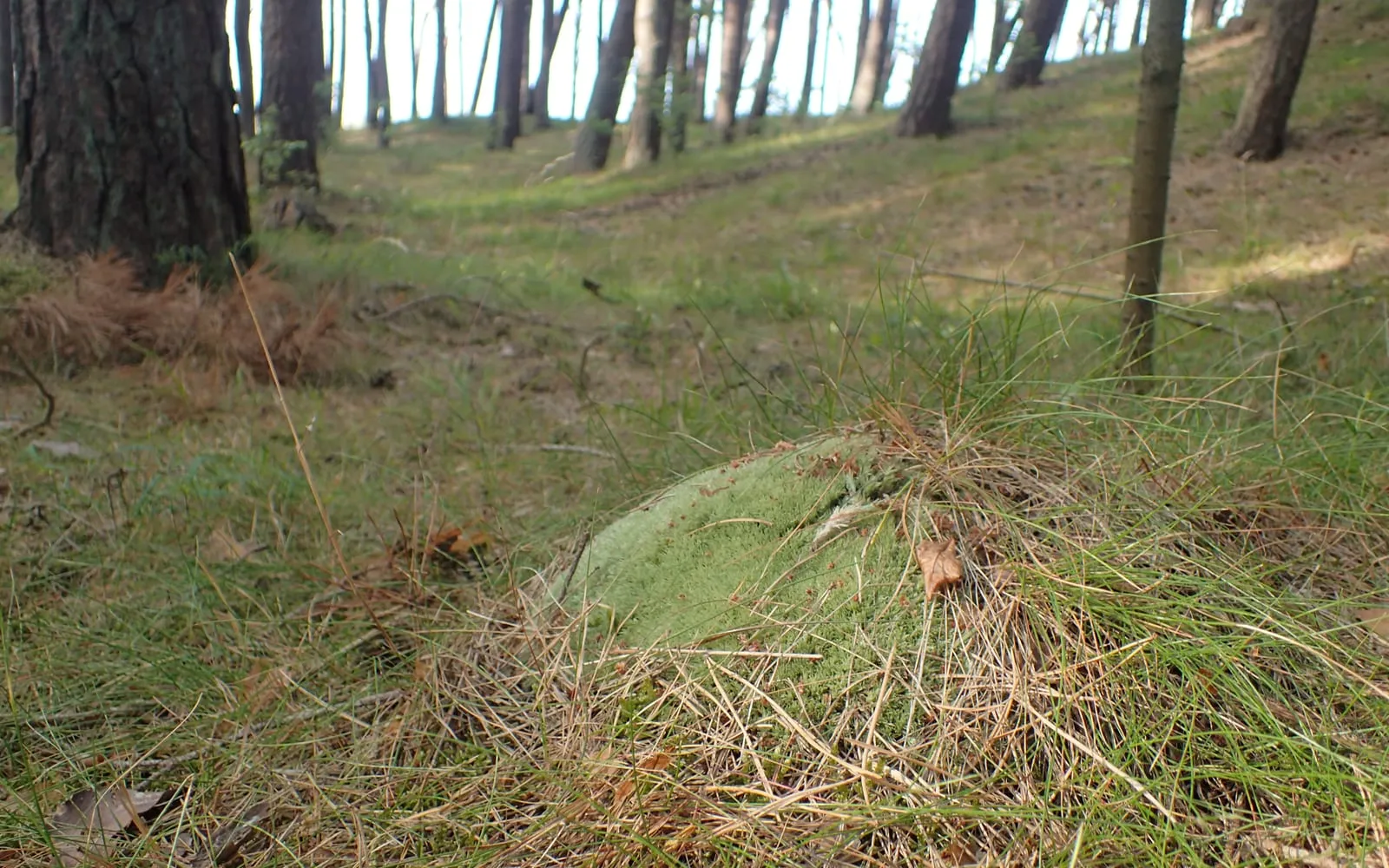 A pale, whitish-green cushion of white cushion moss growing at the base of a pine tree