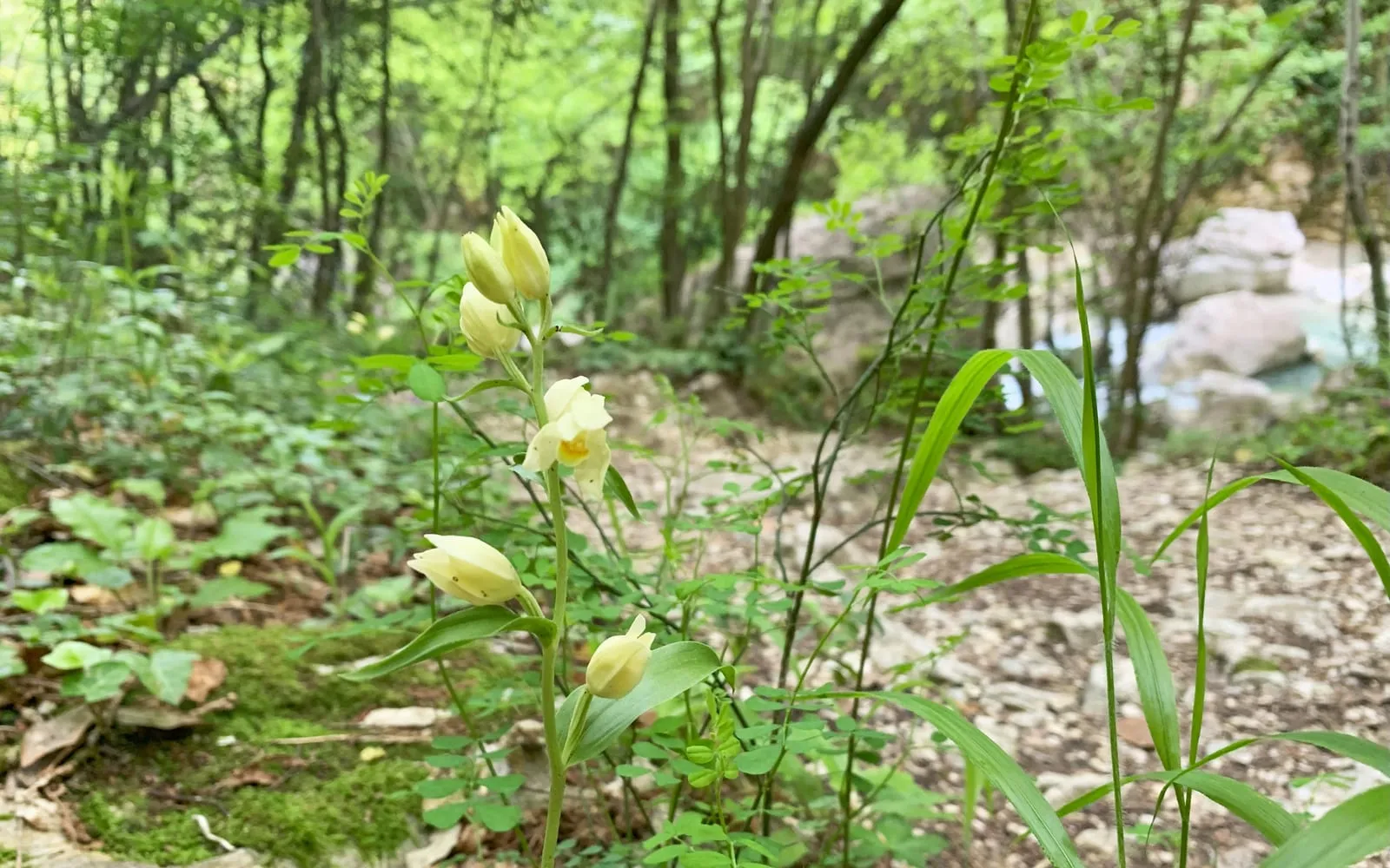 Creamy-white white helleborine flowers held on a stem among broad ribbed leaves in woodland