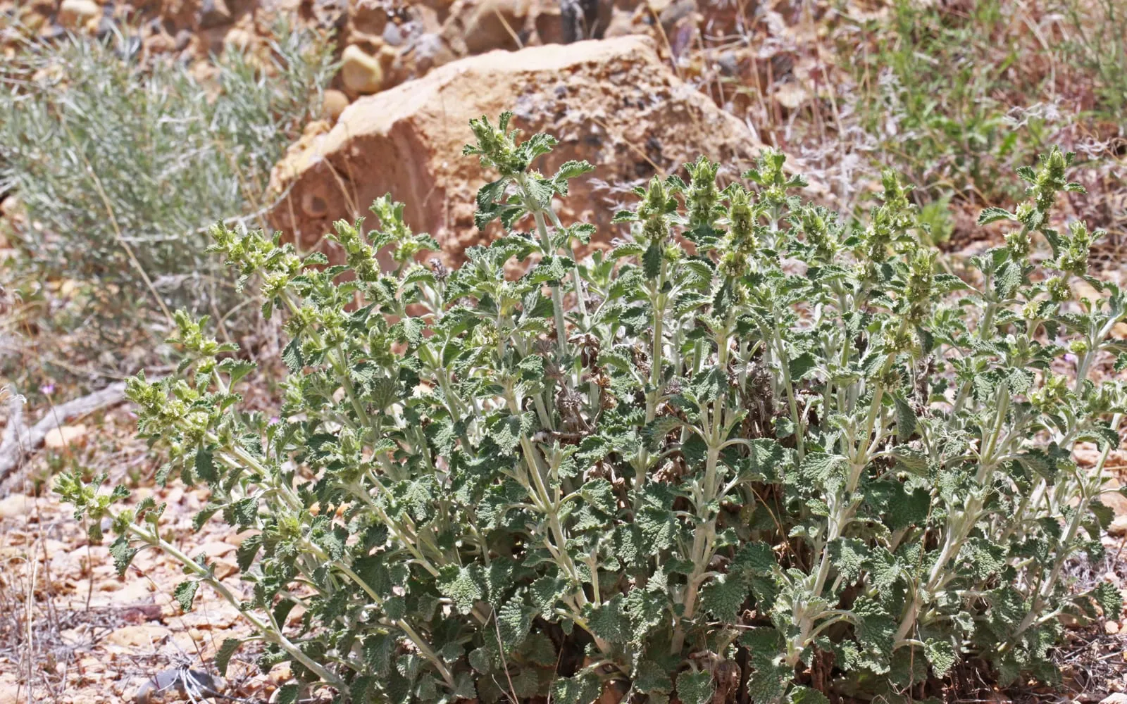 A white-woolly horehound plant growing on dry stony ground