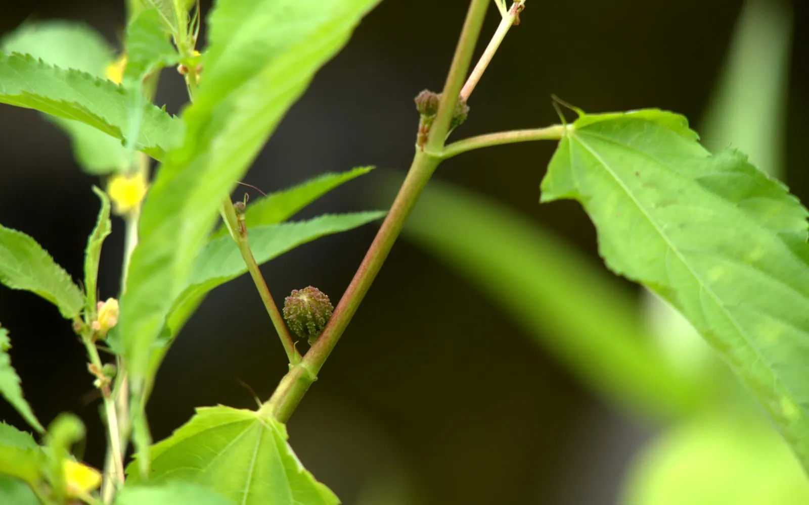 A white jute shoot with toothed leaves, a small yellow flower and a round green capsule
