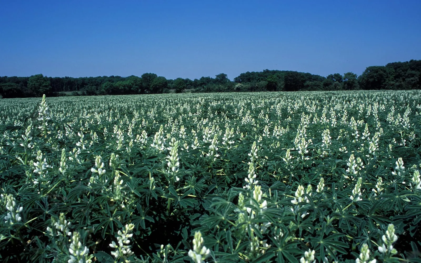A white lupin crop in flower, with dense white spikes above blue-green palmate leaves