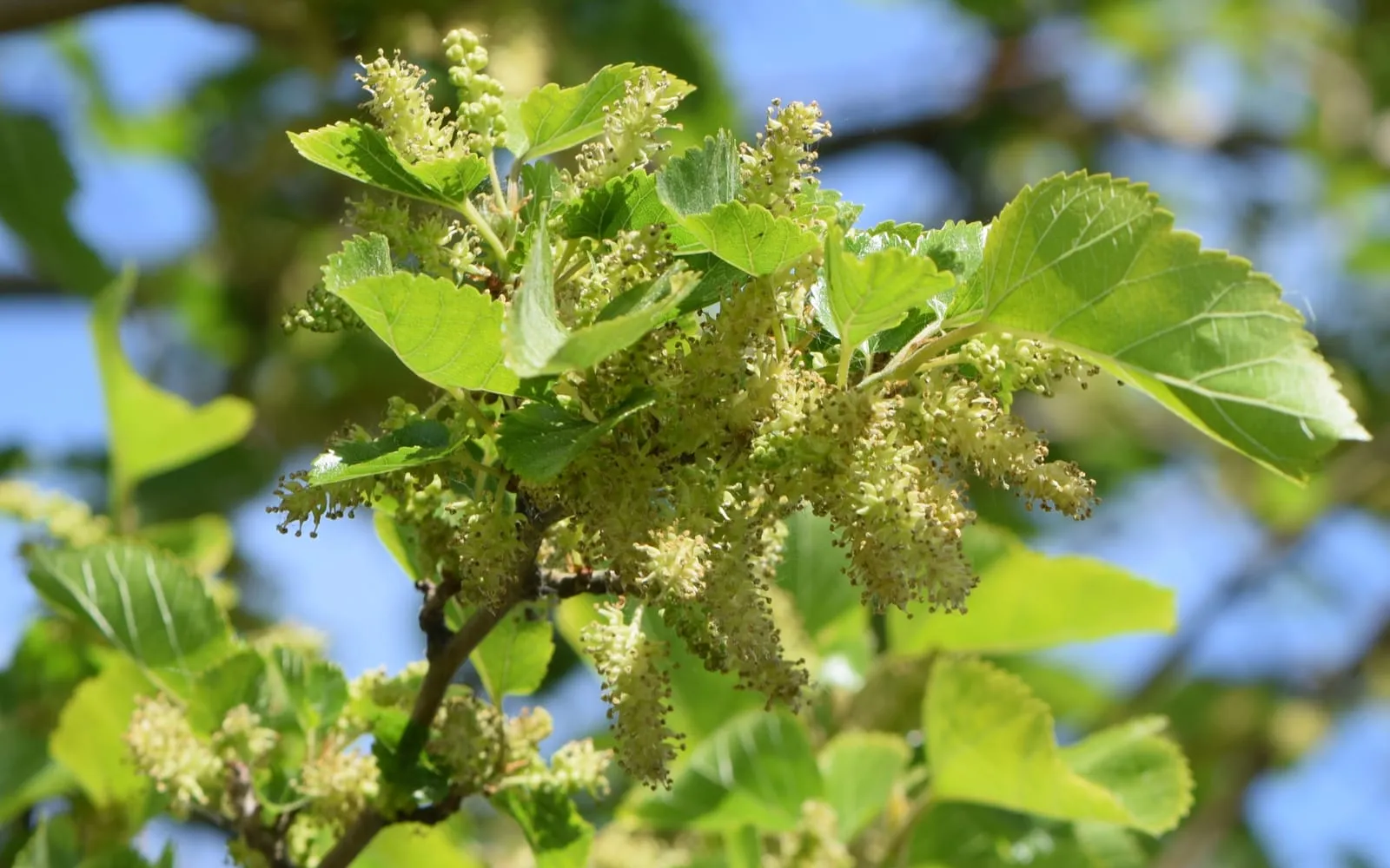 A white mulberry branch in full flower, the catkins hanging among pale glossy leaves