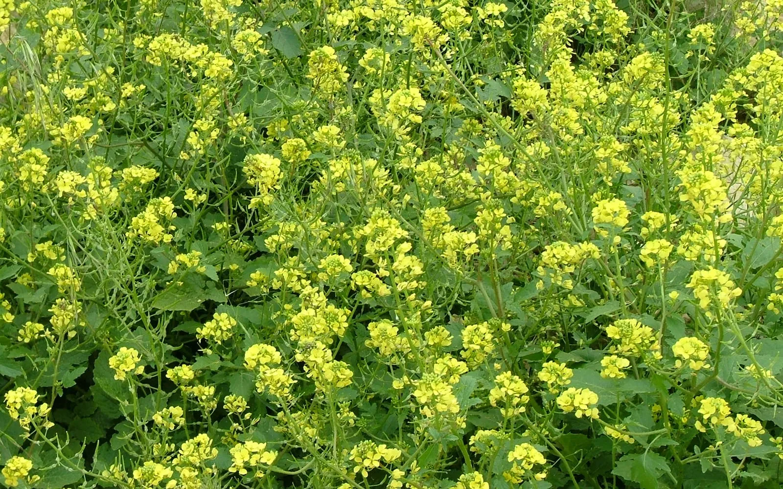 A stand of white mustard in bright yellow flower