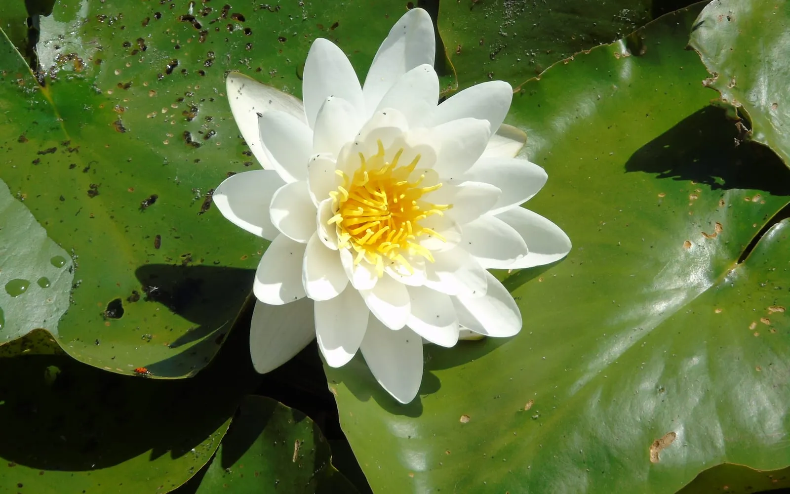 A white water-lily flower open above the water with golden stamens at its centre, resting among round green leaf pads