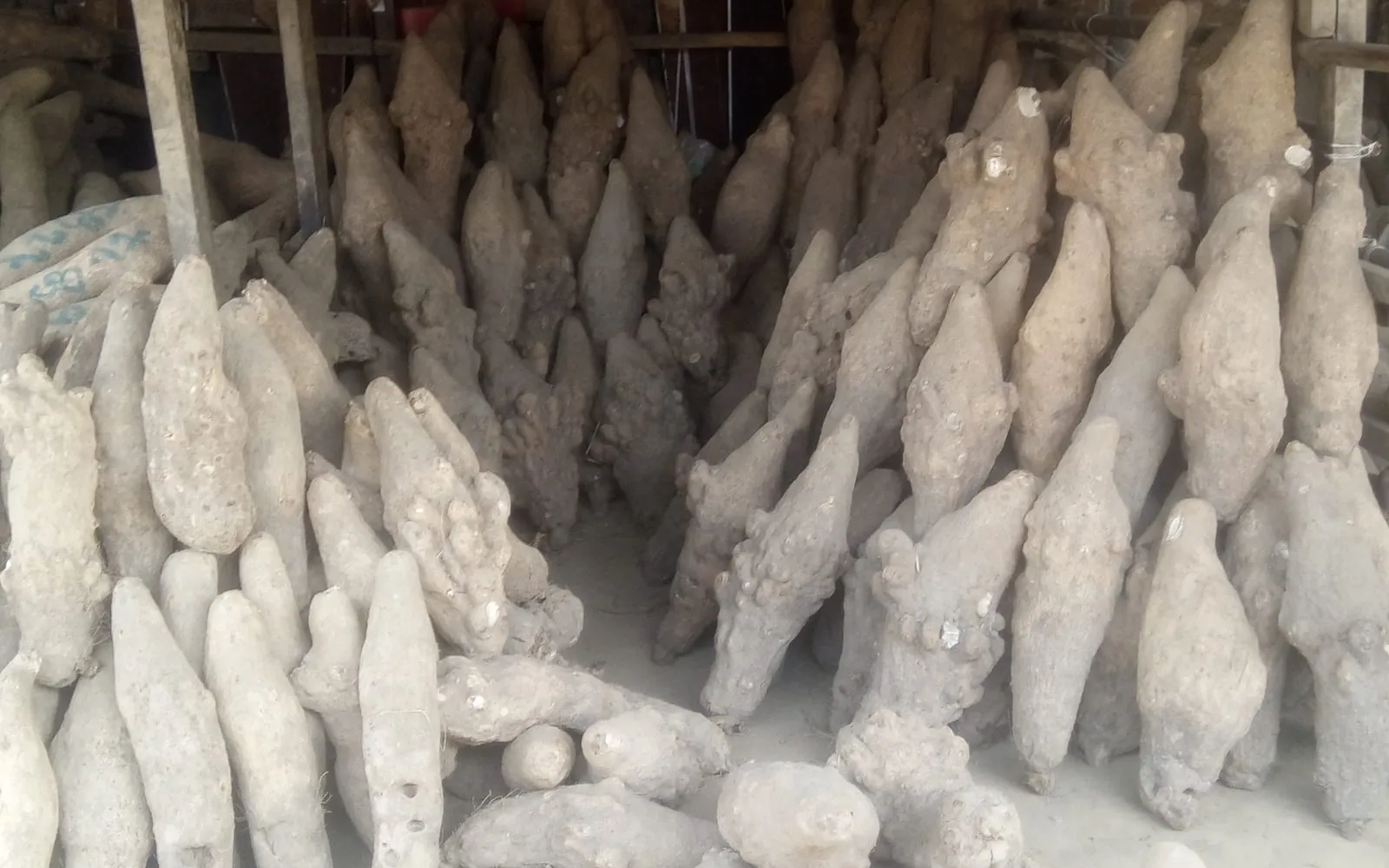 Long white yam tubers stacked on open racks in a yam barn