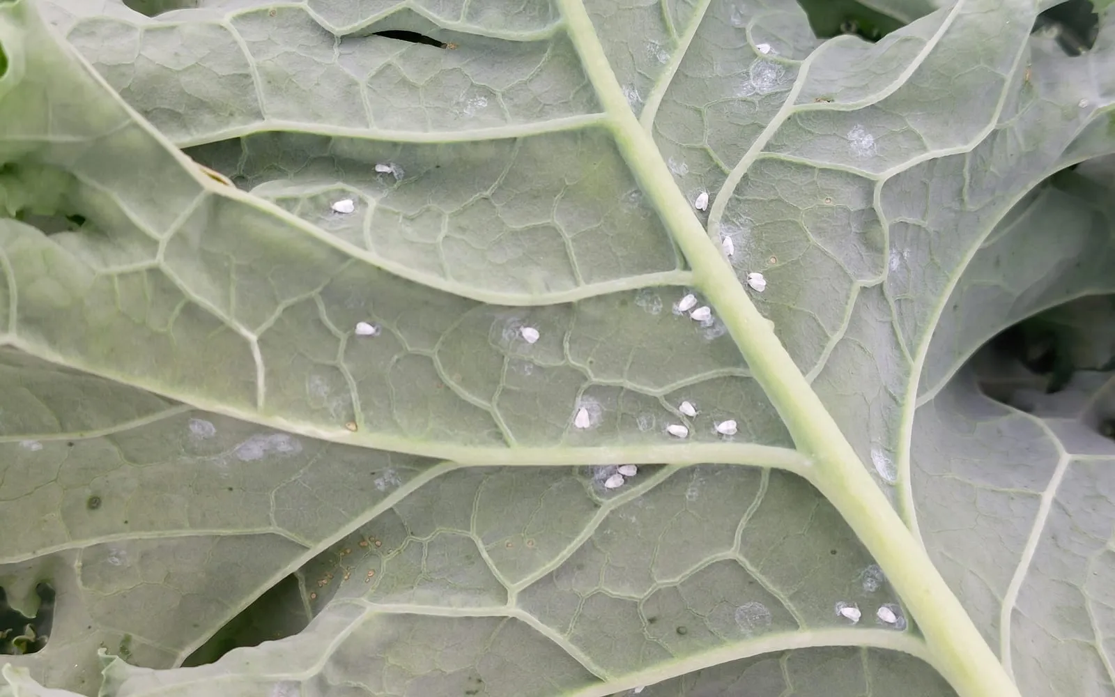 The underside of a blue-green kale leaf scattered with small white wedge-shaped insects along the veins