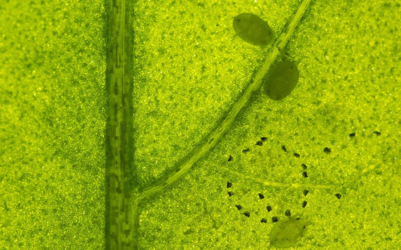 A backlit green leaf showing three flat translucent oval nymphs and a ring of dark eggs