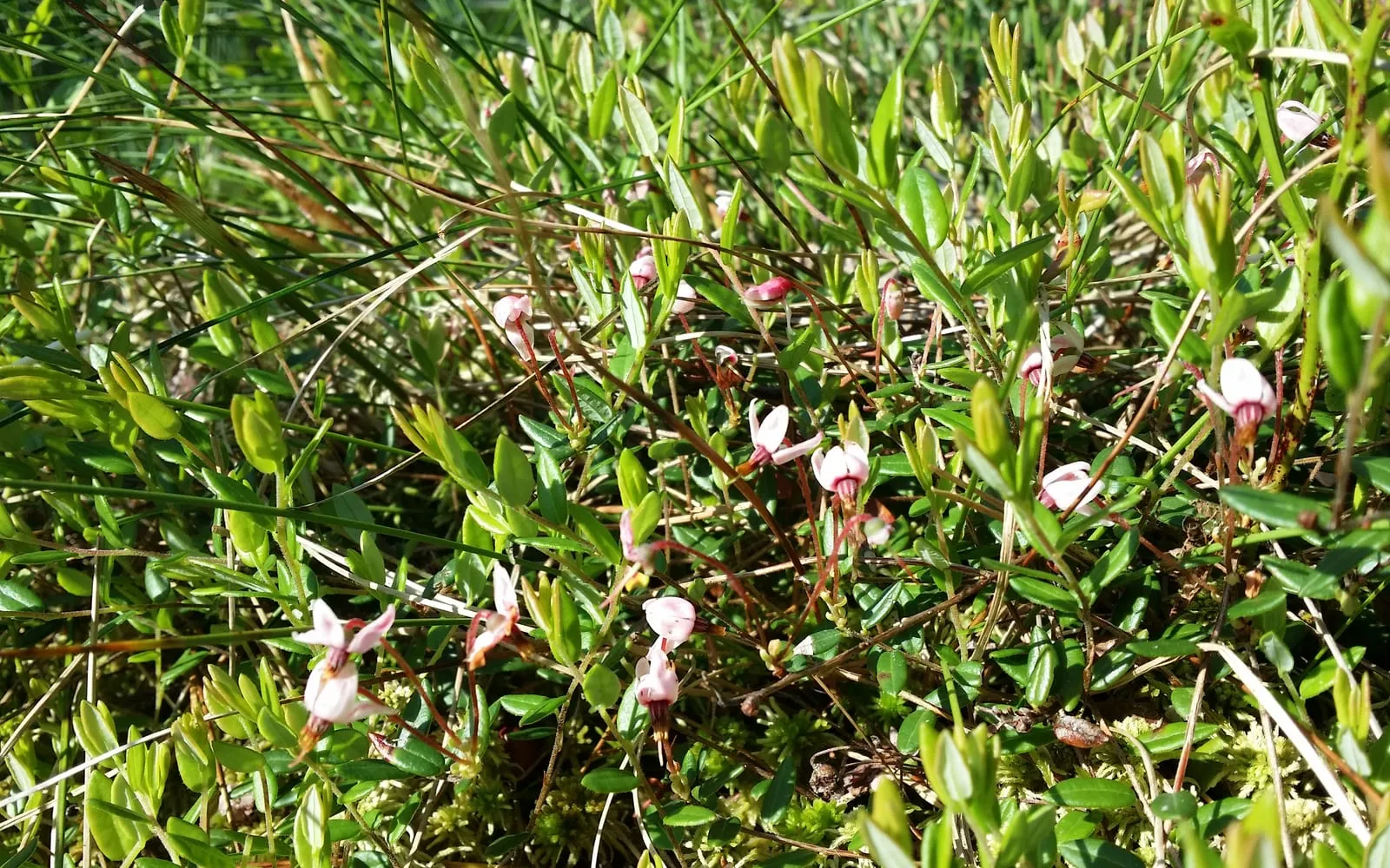 Wild cranberry threading through bog moss with a small pink flower