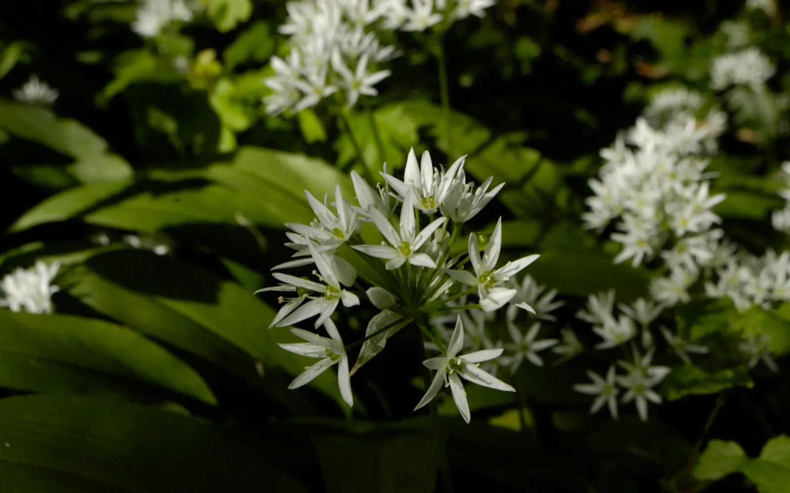 A rounded head of white star-shaped wild garlic flowers lit by a shaft of sunlight above broad green leaves on a shaded woodland floor