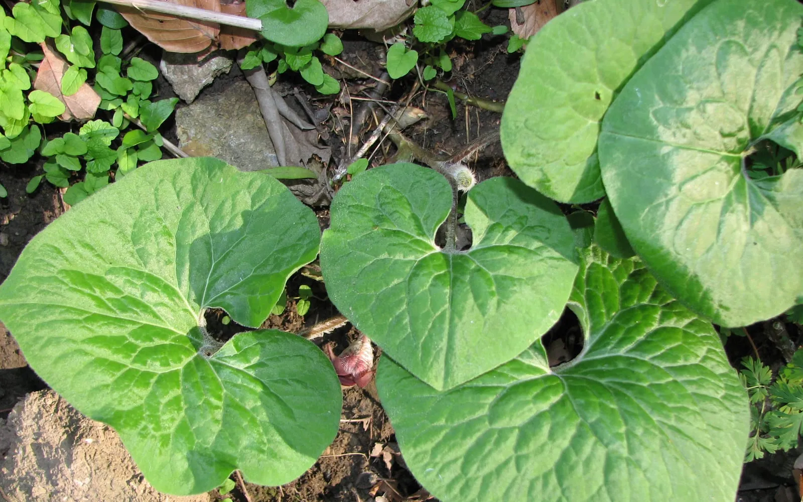Paired heart-shaped wild ginger leaves carpeting the ground on a woodland floor