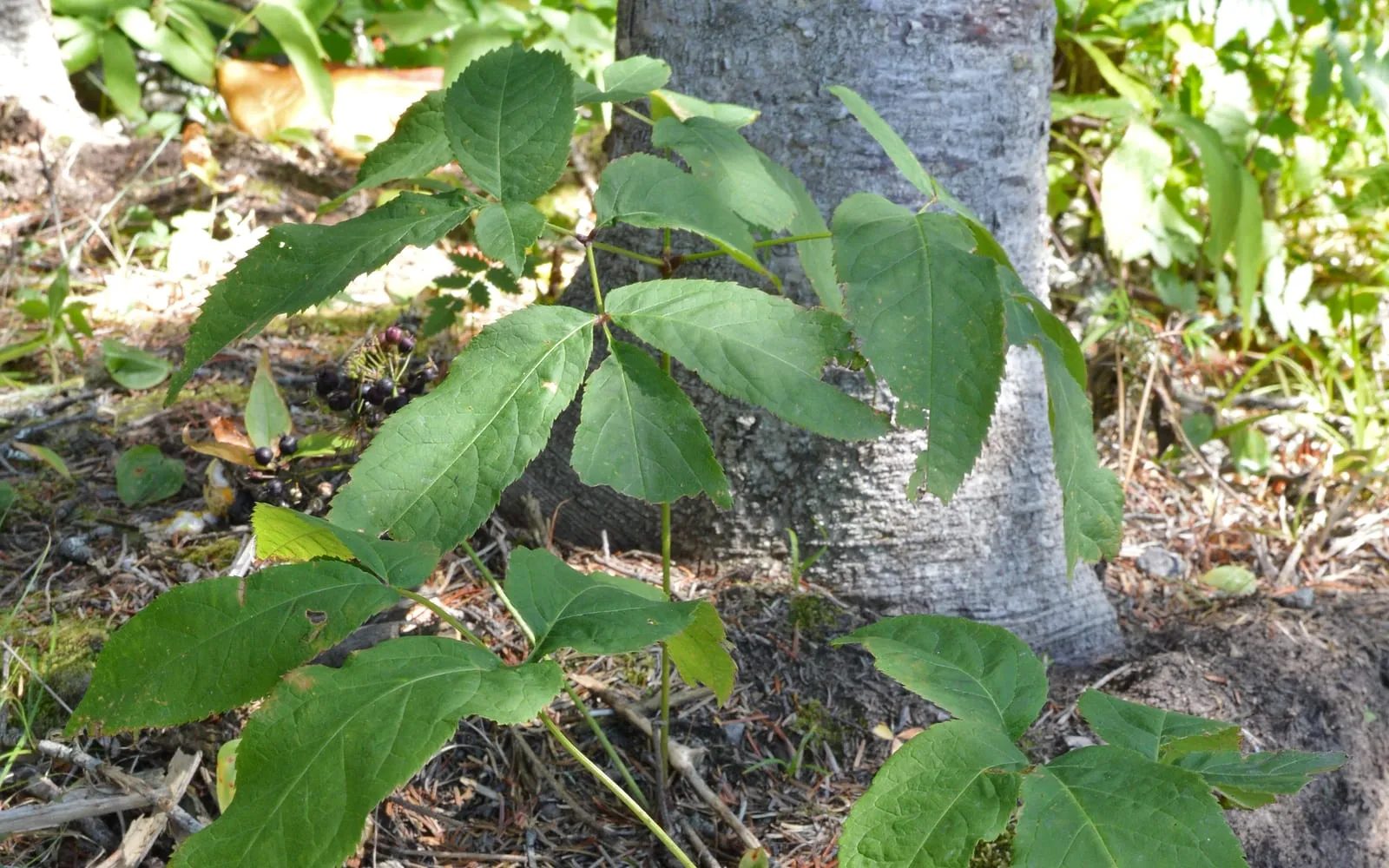 A wild sarsaparilla leaf divided into toothed leaflets, with a cluster of ripening dark berries visible in the leaf litter behind it