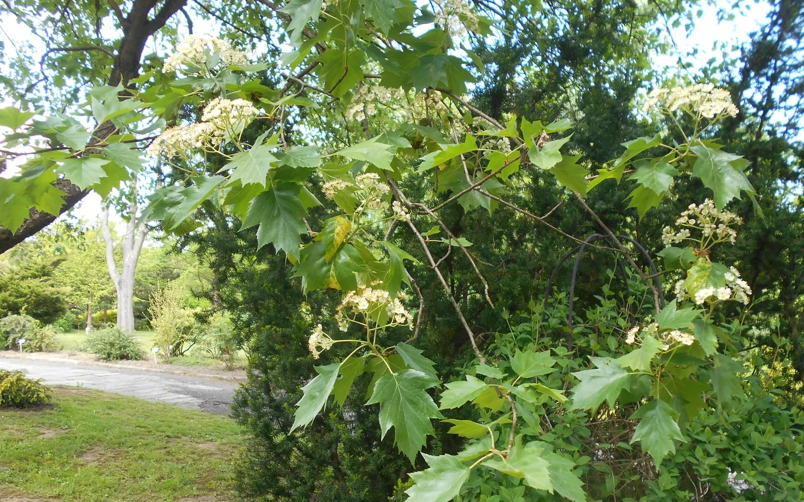 Wild service tree foliage showing deeply lobed leaves and white flower clusters