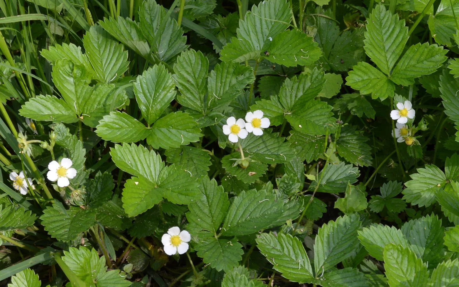 Wild strawberry plants in flower, white petals around a yellow centre