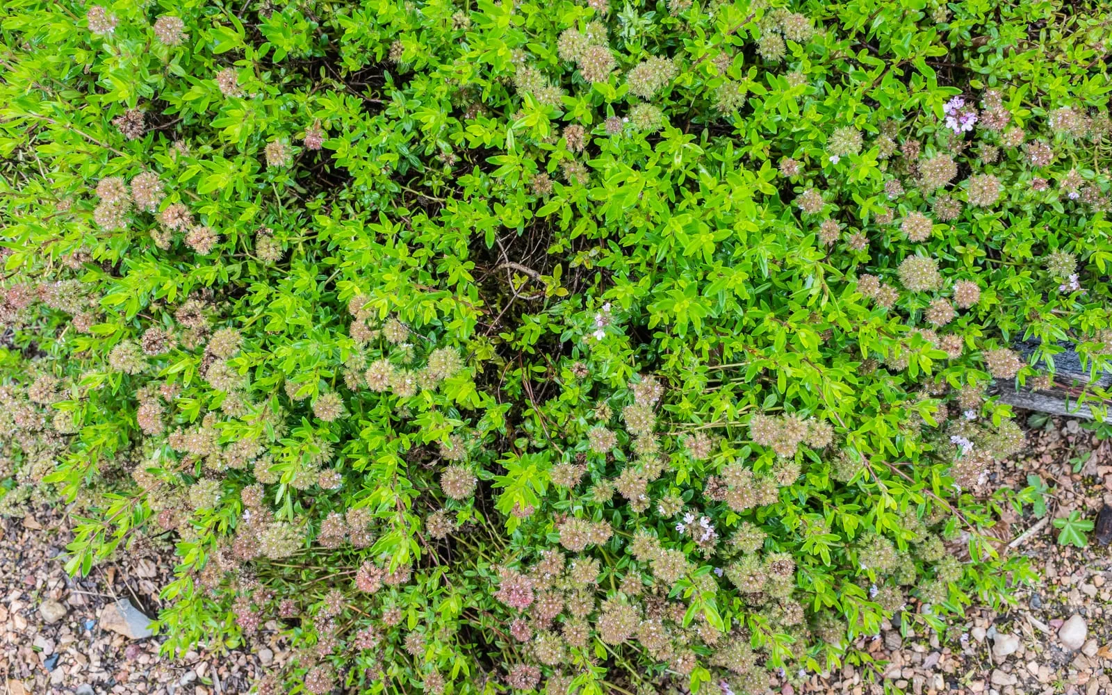 A flat mat of wild thyme covered in pink flowers on gravelly ground