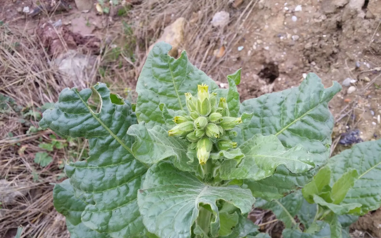 A wild tobacco plant with rounded stalked leaves and a compact head of dull yellow flowers