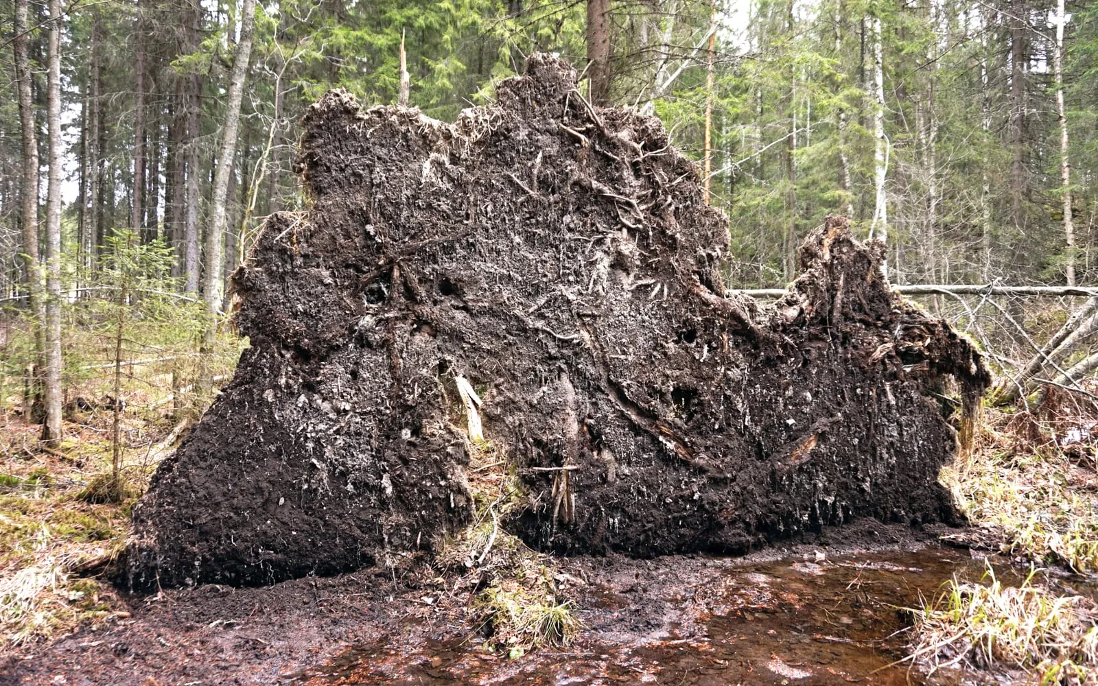 The root plate of a wind-thrown conifer standing on end in a forest, soil and roots torn out in a slab, with a water-filled hollow beside it