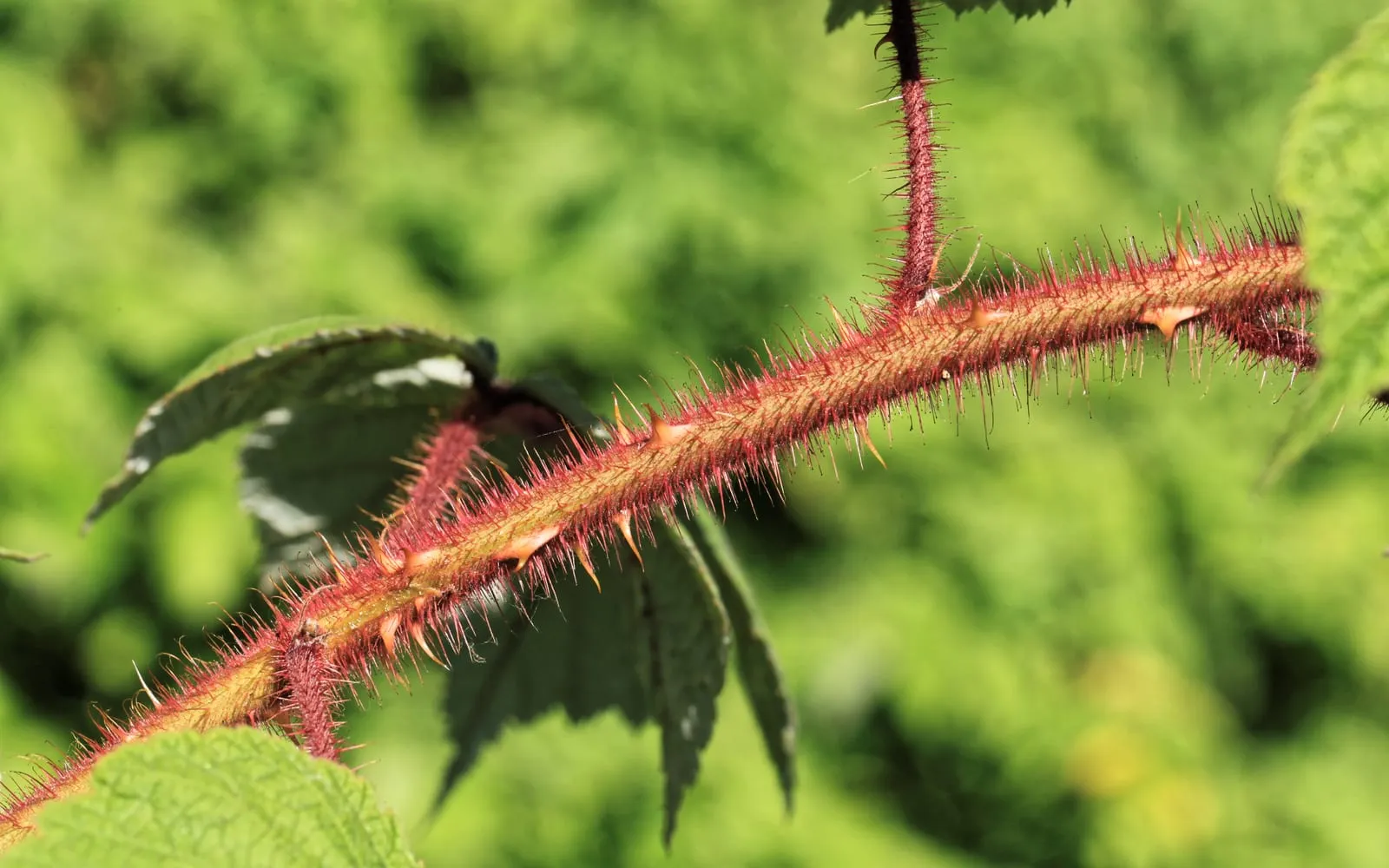 A Japanese wineberry cane densely covered in fine red bristles