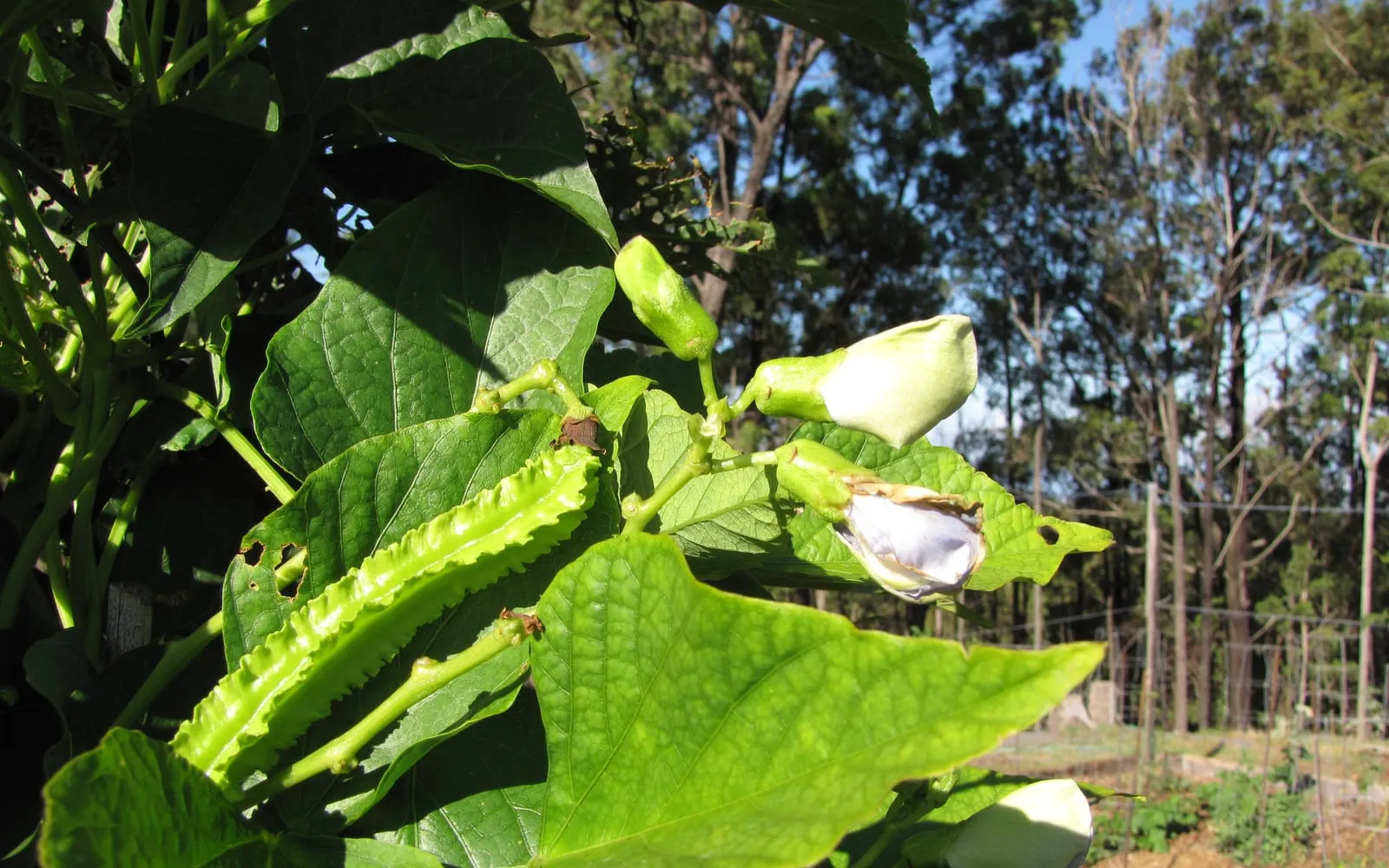 A winged bean pod with four frilled edges, beside a pale flower and broad leaves