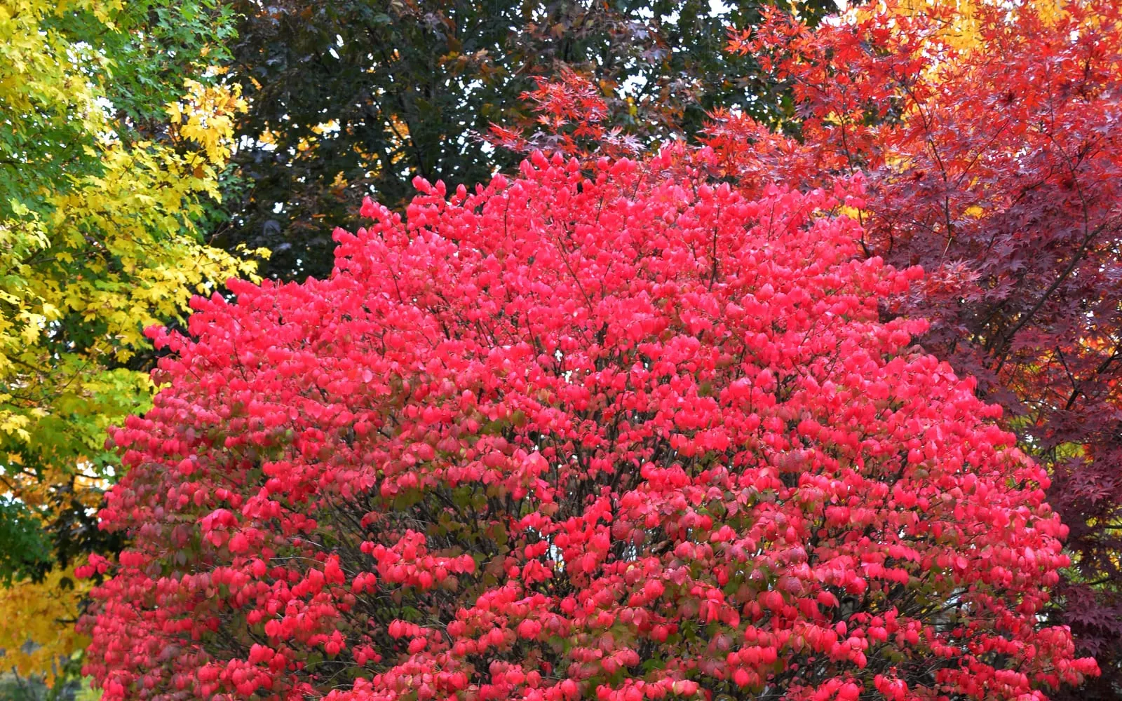 A dense, rounded winged spindle shrub in brilliant scarlet autumn colour, among trees turning yellow and orange