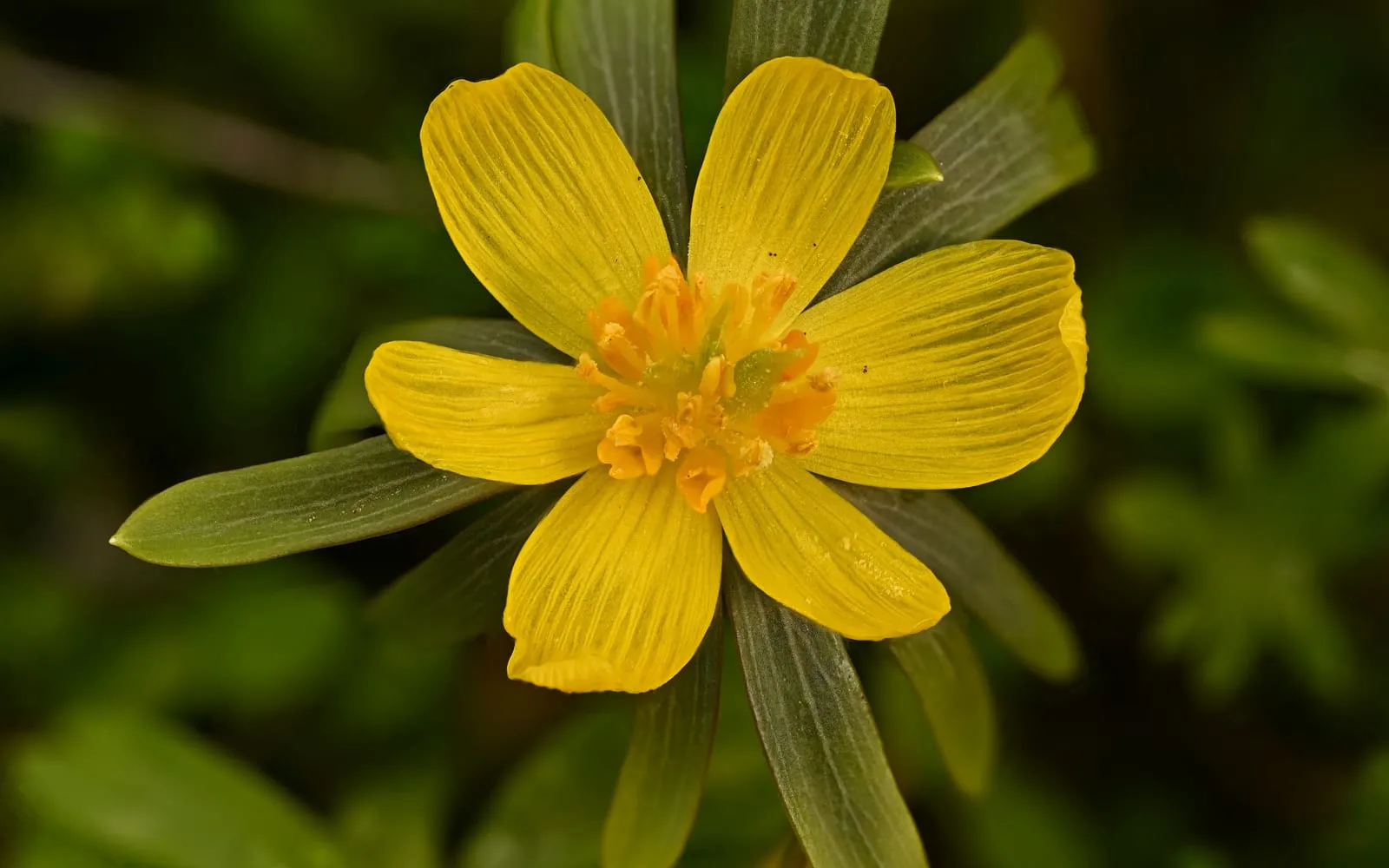 A yellow winter aconite cup sitting directly on a ruff of narrow green bracts