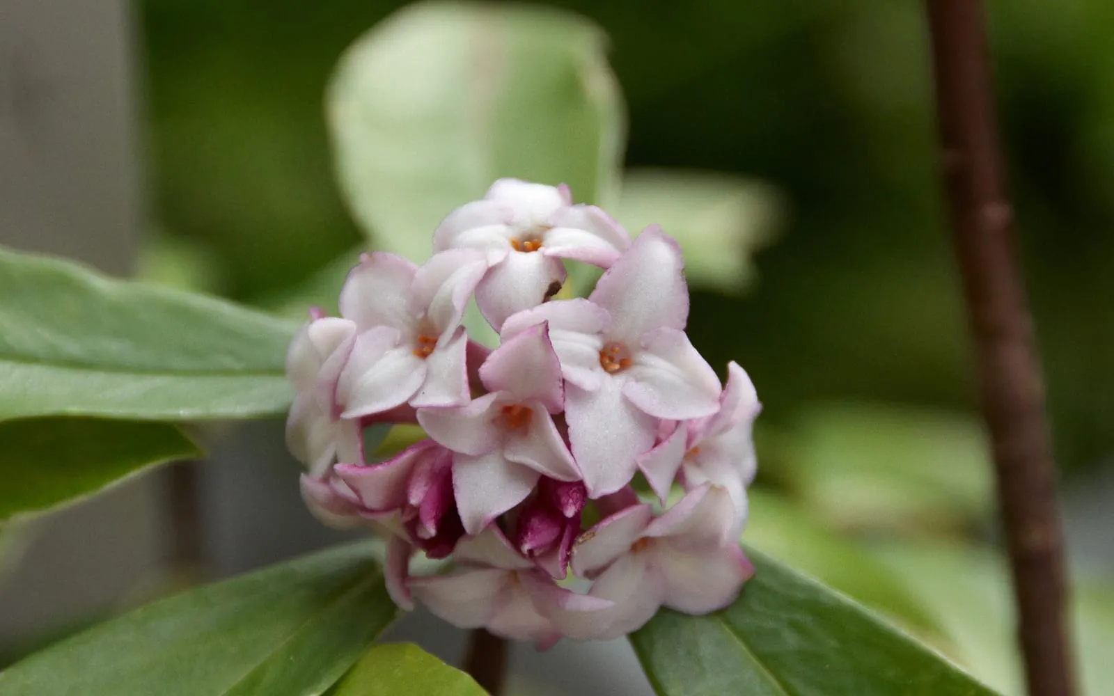 Close-up of a Daphne odora flower cluster, pale pink-edged white star-shaped blooms held above glossy leaves