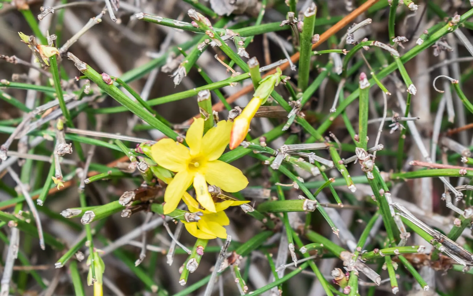 Bright yellow winter jasmine flowers on bare green stems
