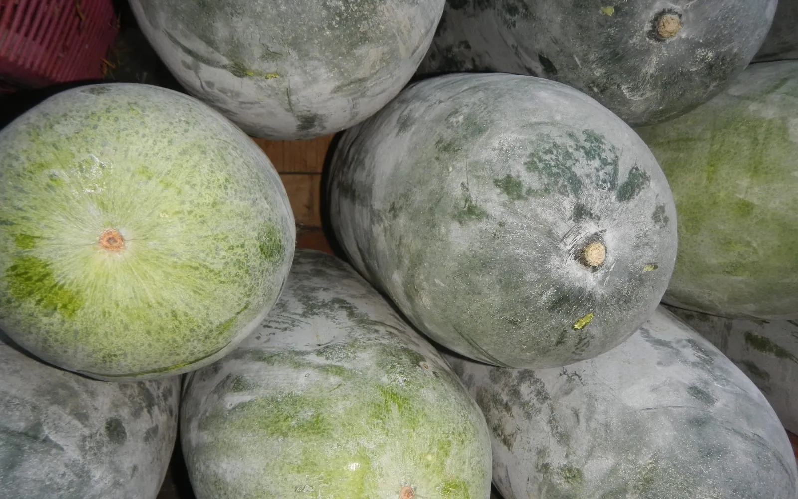 Wax gourds stacked together, their skins coated in a chalky white bloom