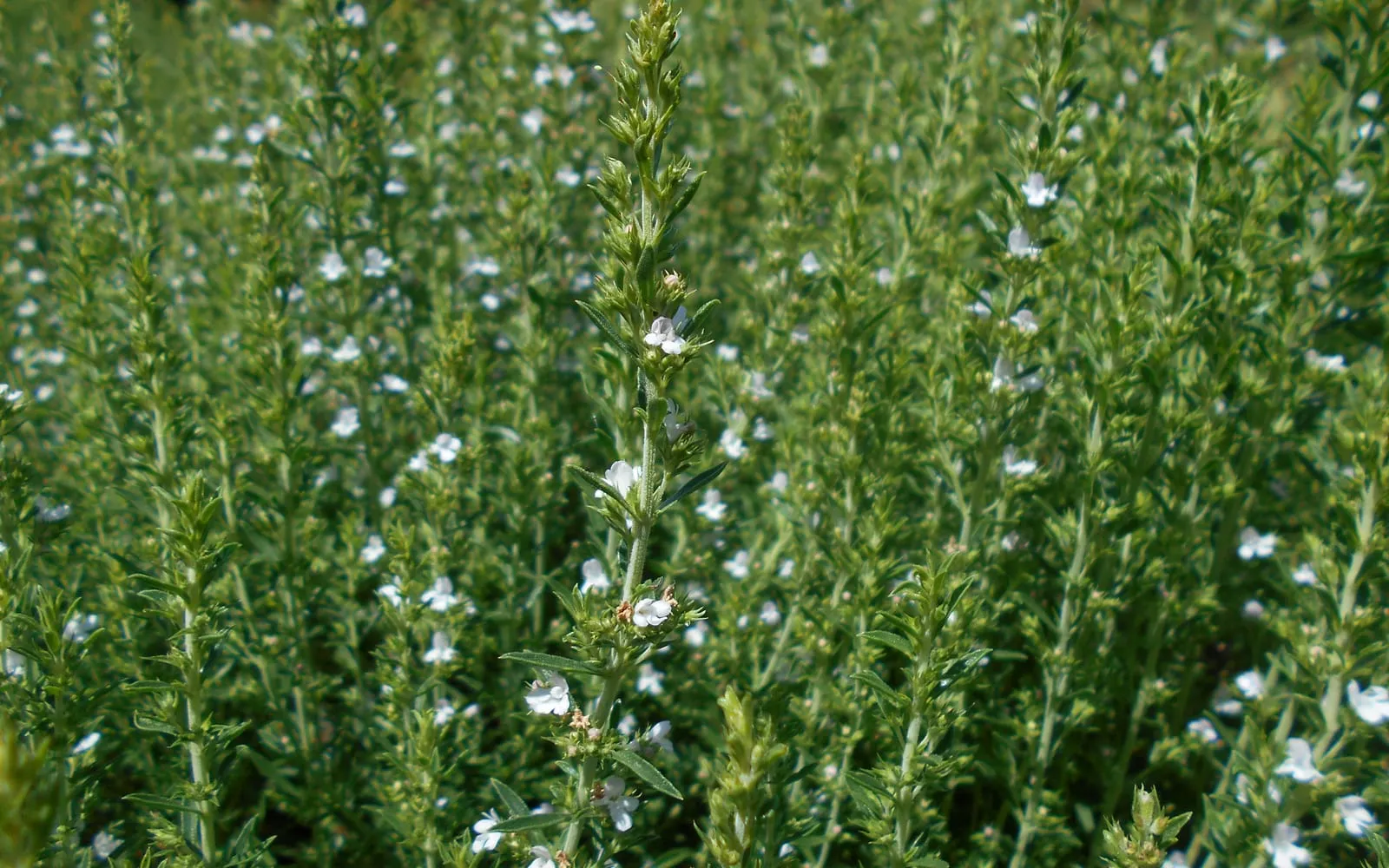 Upright winter savory stems in white flower, with narrow leathery leaves