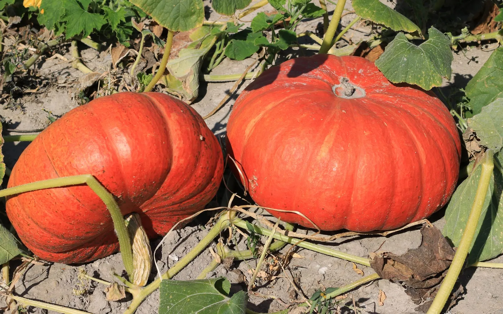 Two large ribbed orange squashes lying on the soil among the dying leaves and thick stems of the plant