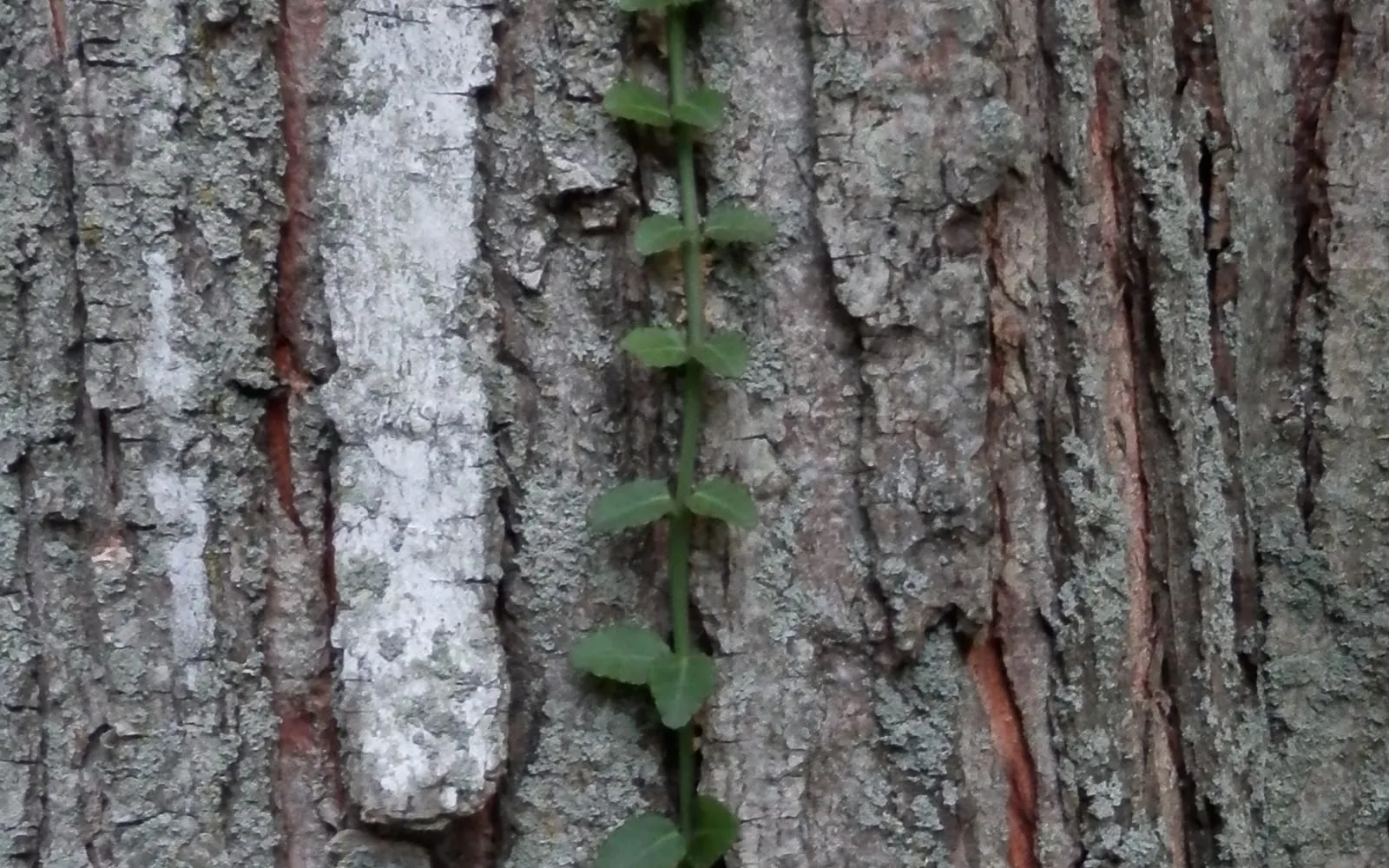 A dense, low groundcover mat of wintercreeper with glossy oval evergreen leaves.