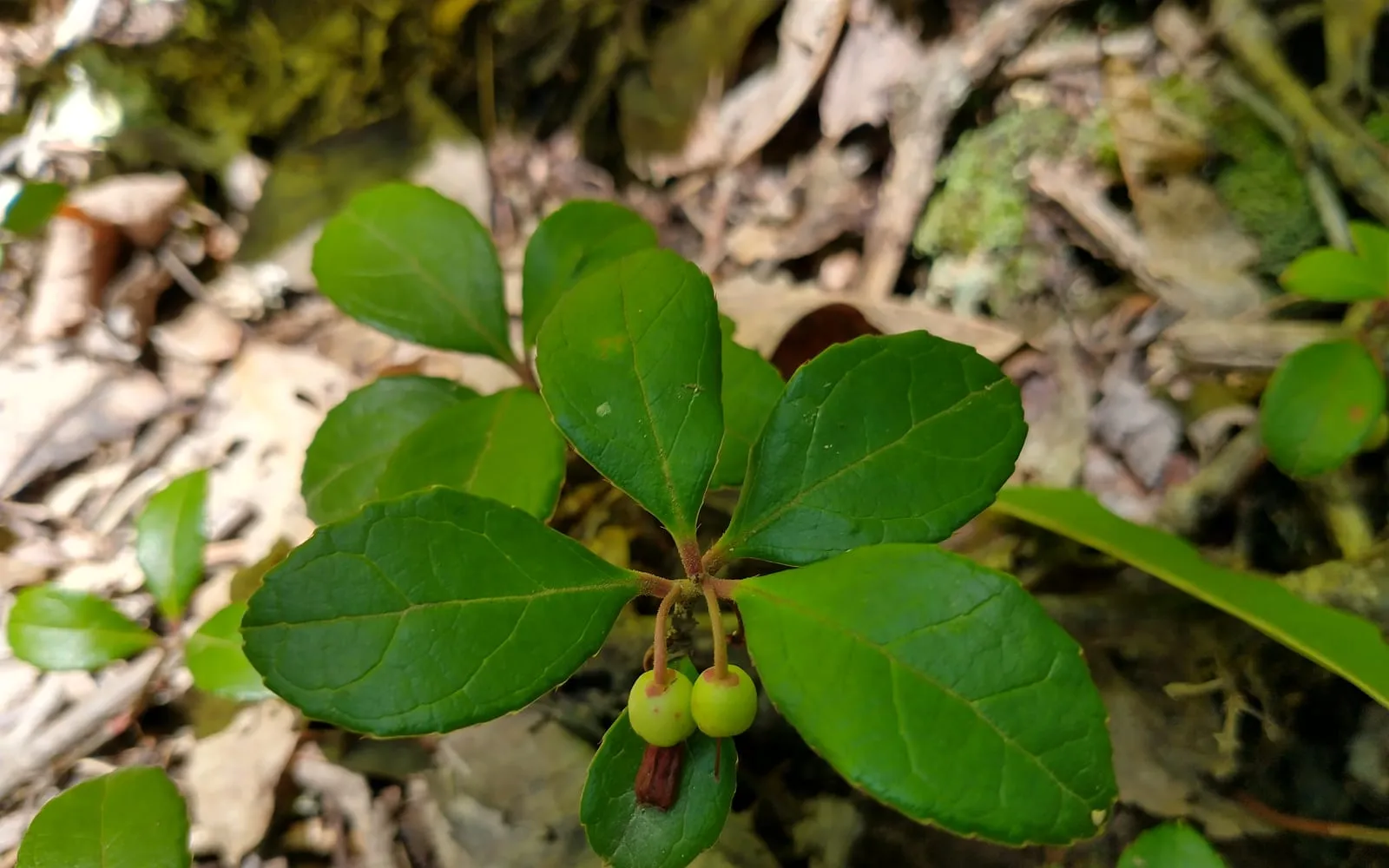 A wintergreen rosette on the woodland floor with berries beneath the leaves
