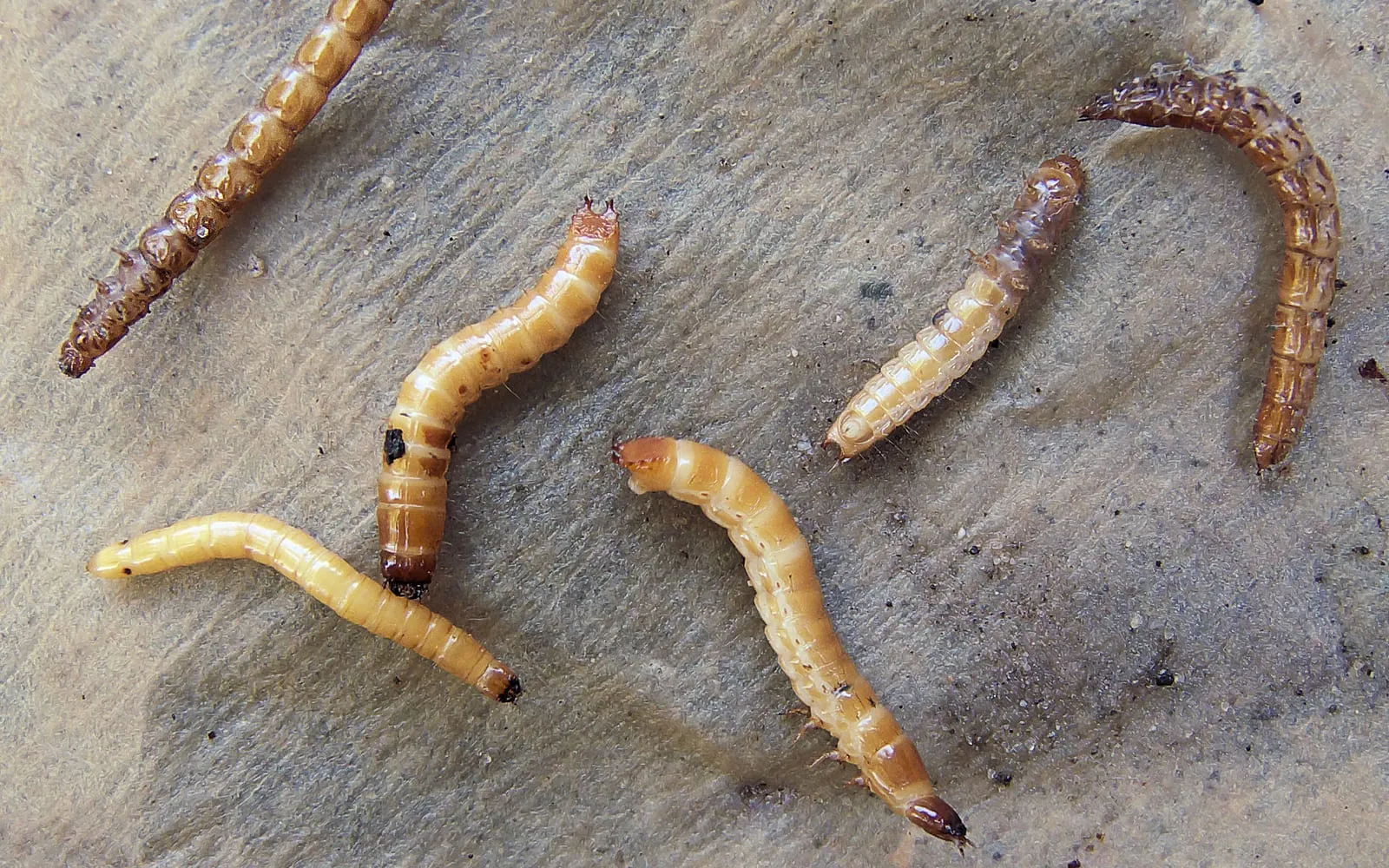 Six slender stiff-bodied grubs on a stone slab, glossy and segmented, ranging from pale cream through yellow to dark orange-brown, each with three small pairs of legs behind the head